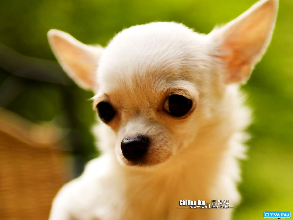 Dogs, Chihuahua, Puppies wallpaper. TOP Free wallpaper