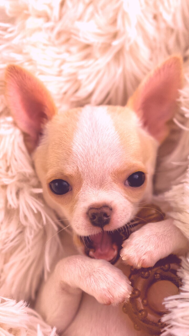 animals, baby, baby dog, background, beautiful, beautiful dog, beauty, blue background, chihuahua, cute animals, cute baby, cute puppy, dog, iphone, nature, nose, puppy, soft, still life, wallpaper, wallpaper, we heart it, wallpaper