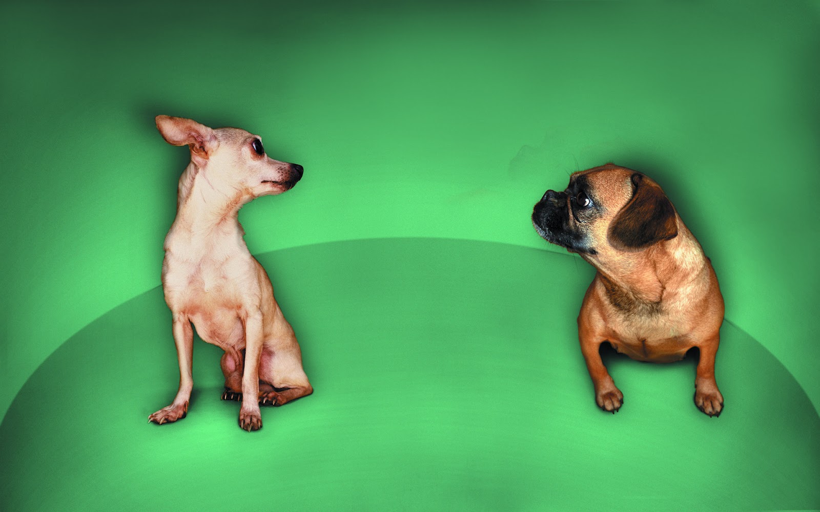 Funny Cute Chihuahua And Pug Wallpaper Download