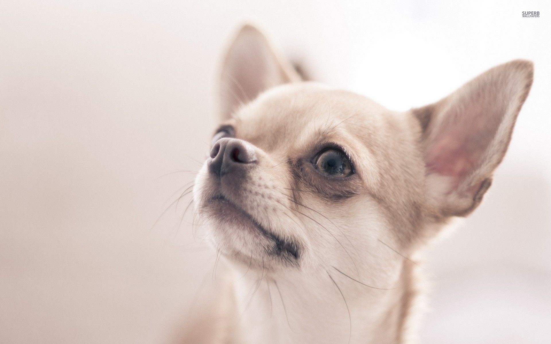 Cute Chihuahua Wallpapers - Wallpaper Cave