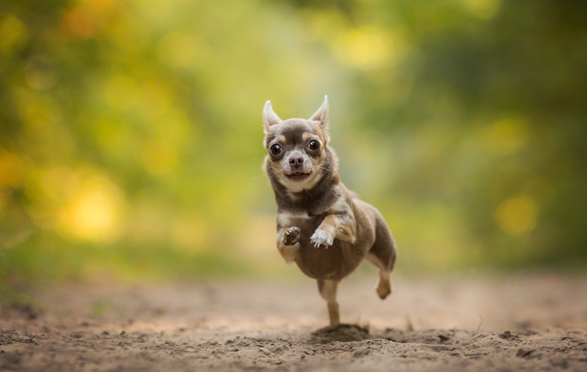 Chihuahua Wallpaper background picture