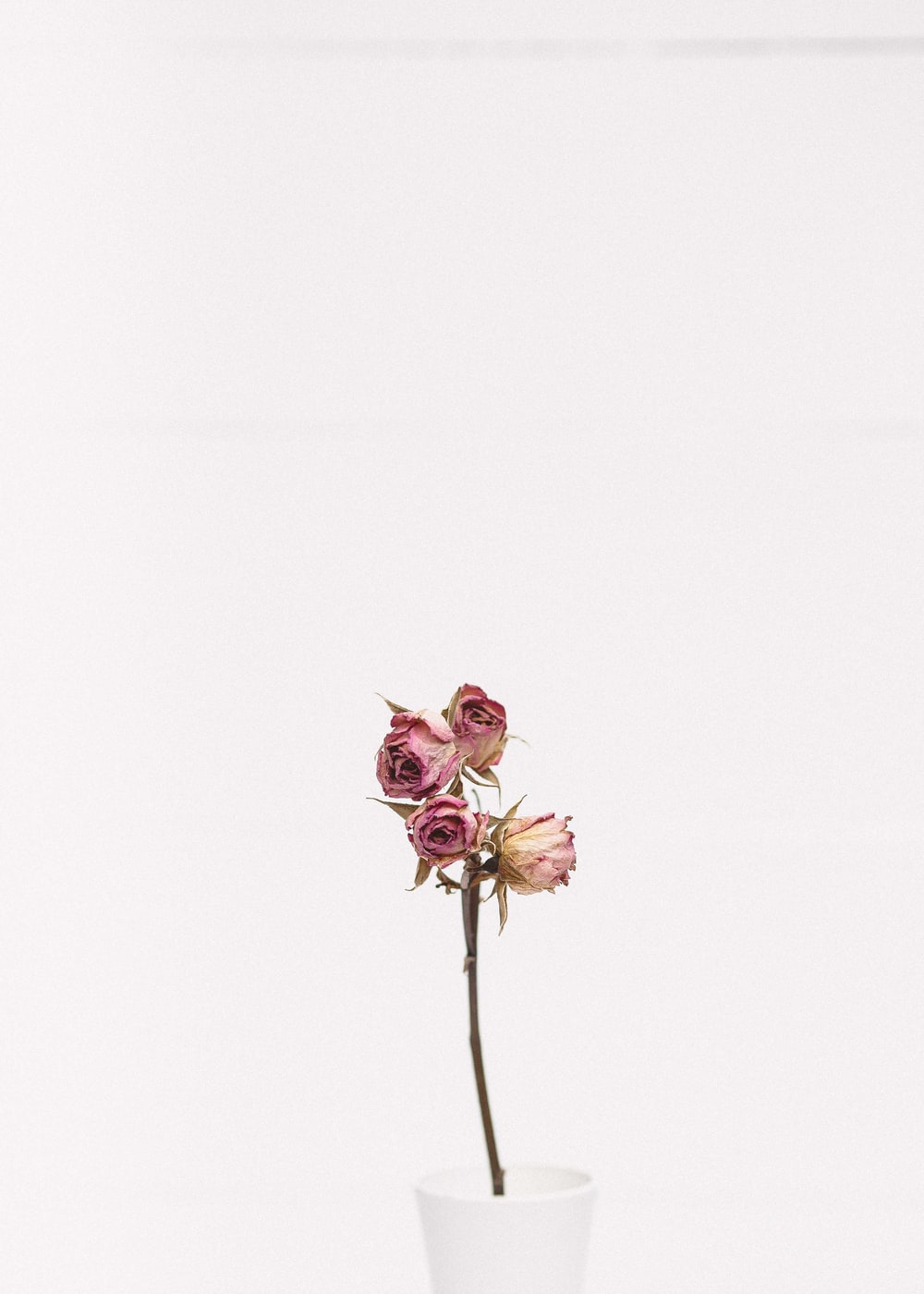 Minimalist Flower Picture. Download Free Image
