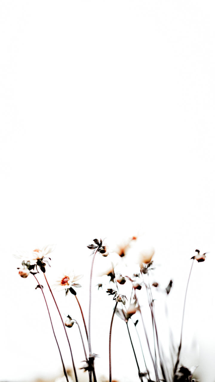 √ Minimalist Flower Wallpaper