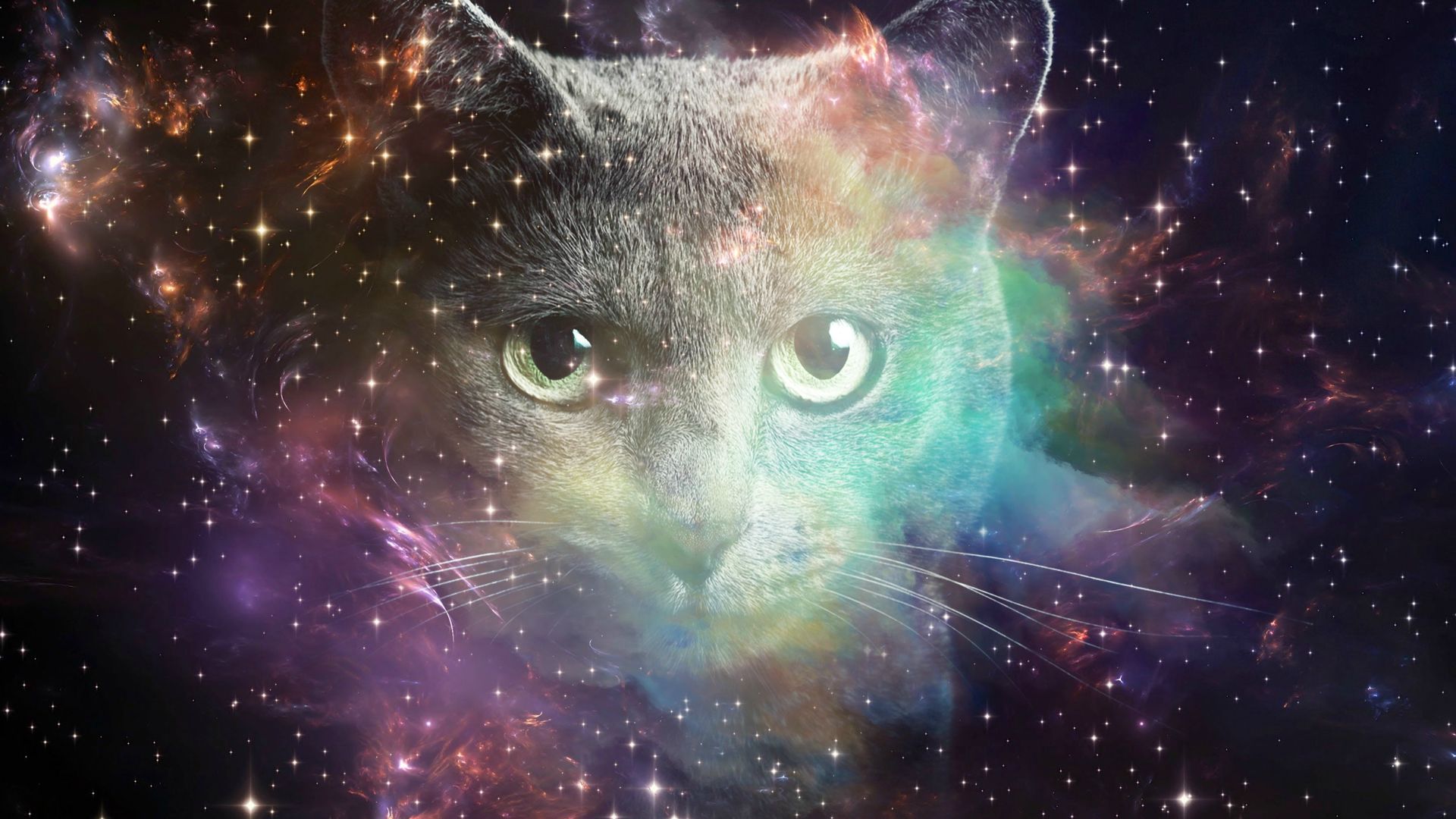 Space Cat Wallpaper, HD Space Cat Background on WallpaperBat