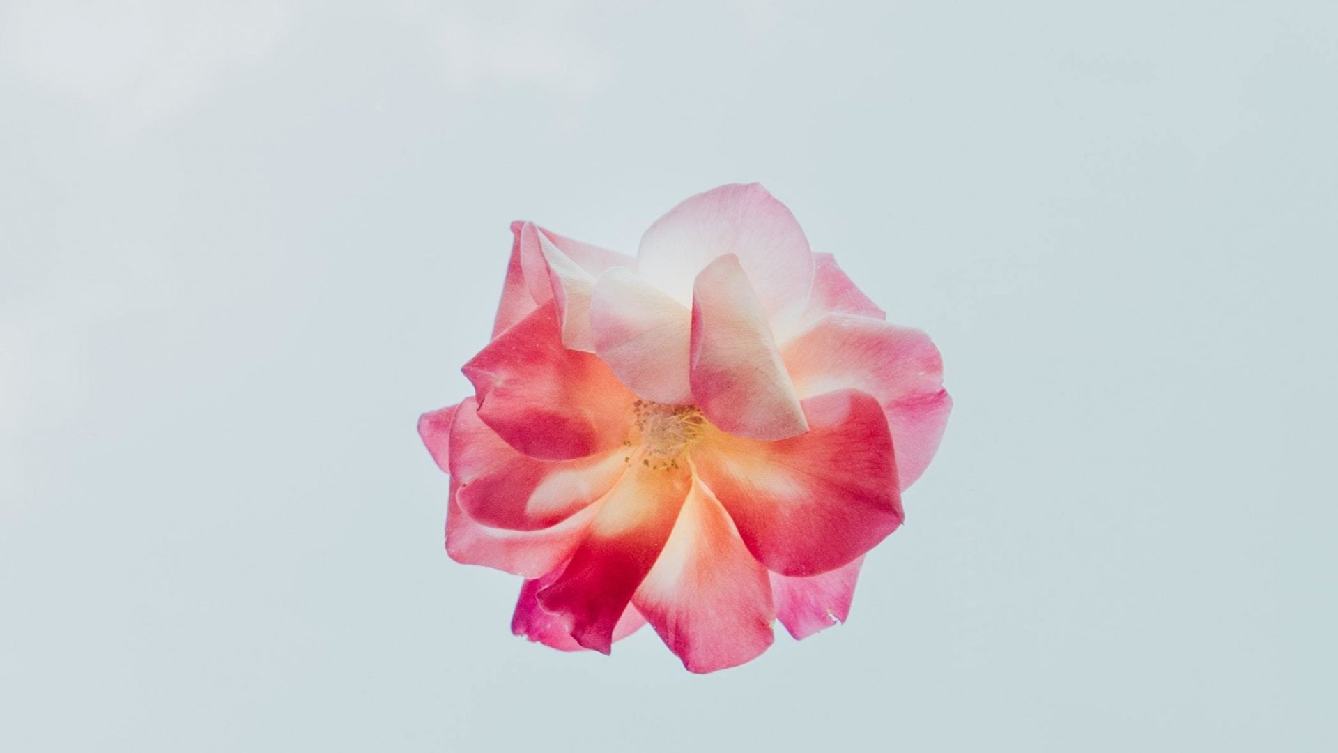 Desktop wallpaper minimal, pink, flower, HD image, picture, background, 829fa1