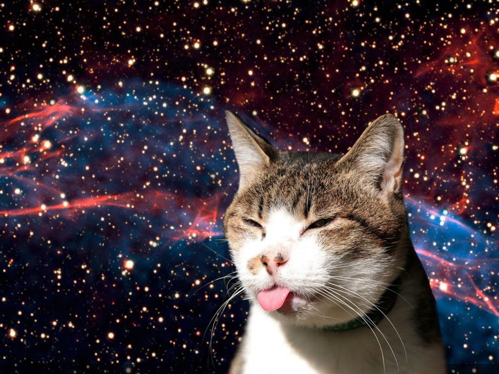 Fat Cats in Space Wallpaper