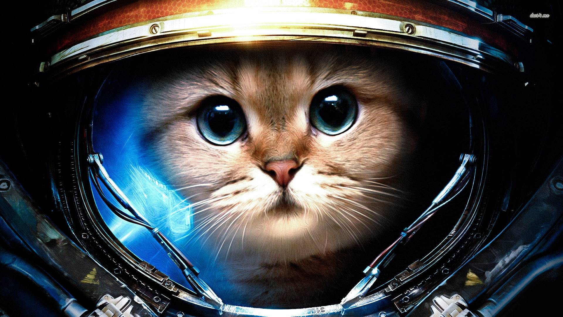 Space Cats Wallpaper