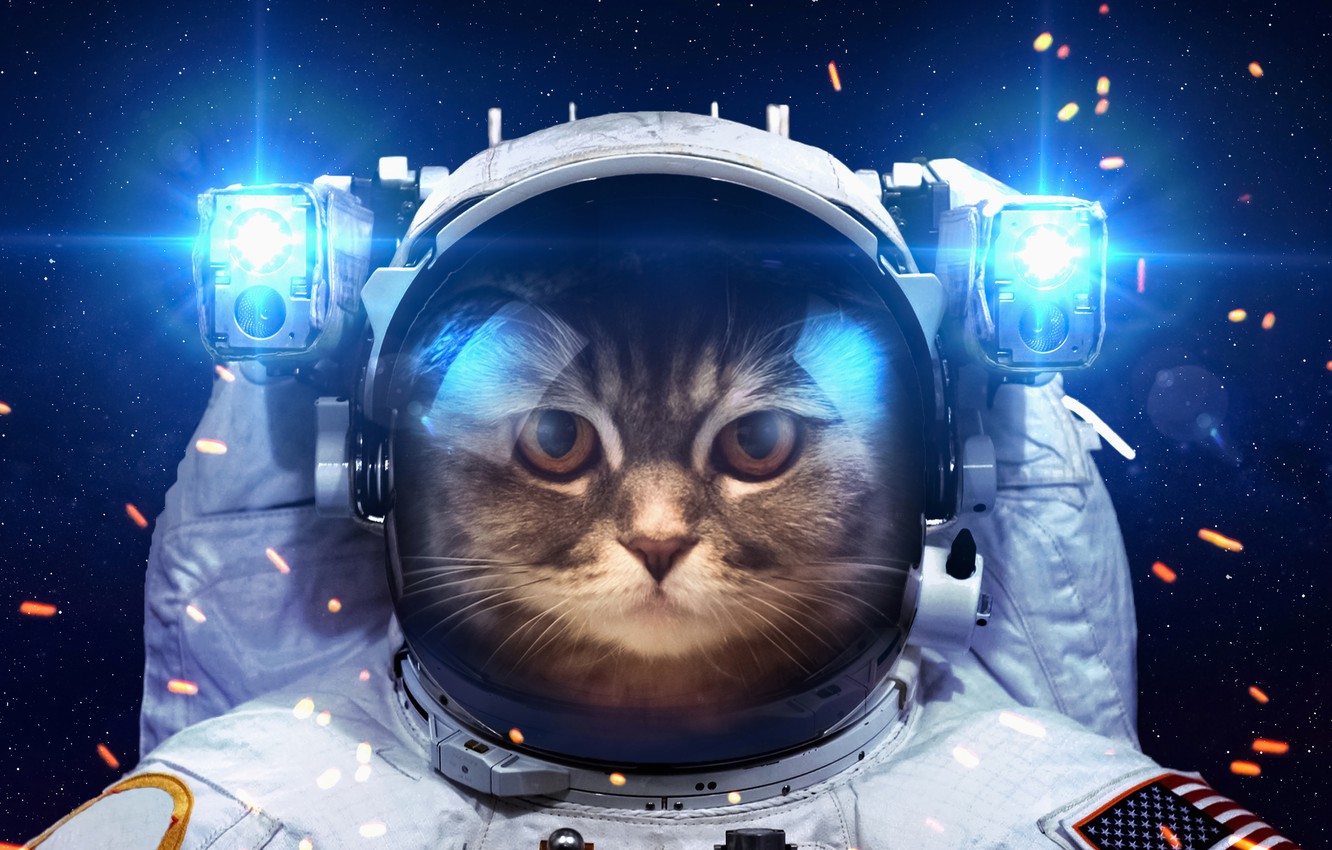 Wallpaper cat, space, light, humor, astronaut, the suit, lanterns image for desktop, section кошки