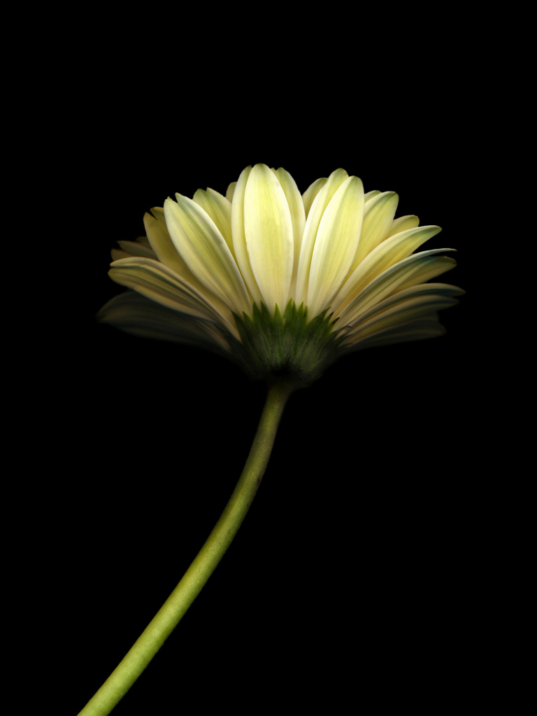 Free download Minimal Flower Dark Android Wallpaper download [1242x2208] for your Desktop, Mobile & Tablet. Explore Dark Flower Wallpaper. Free Flower Wallpaper, Widescreen Desktop Wallpaper Dark Flower, Desktop Flowers Wallpaper Background