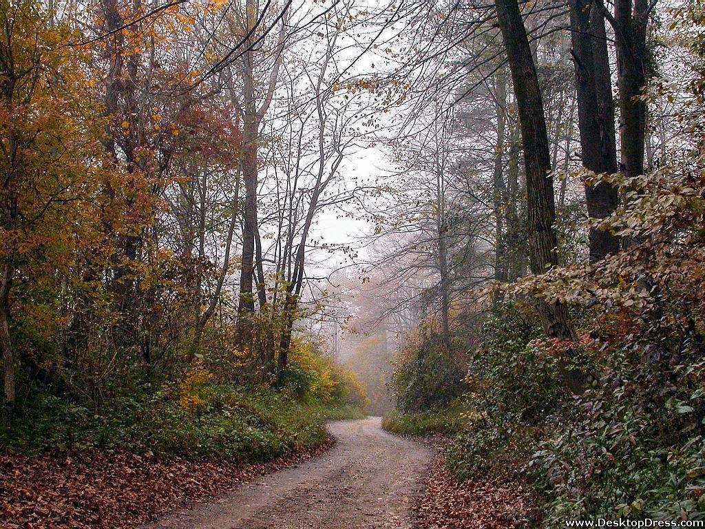 Desktop Wallpaper Natural Background Jungle Road