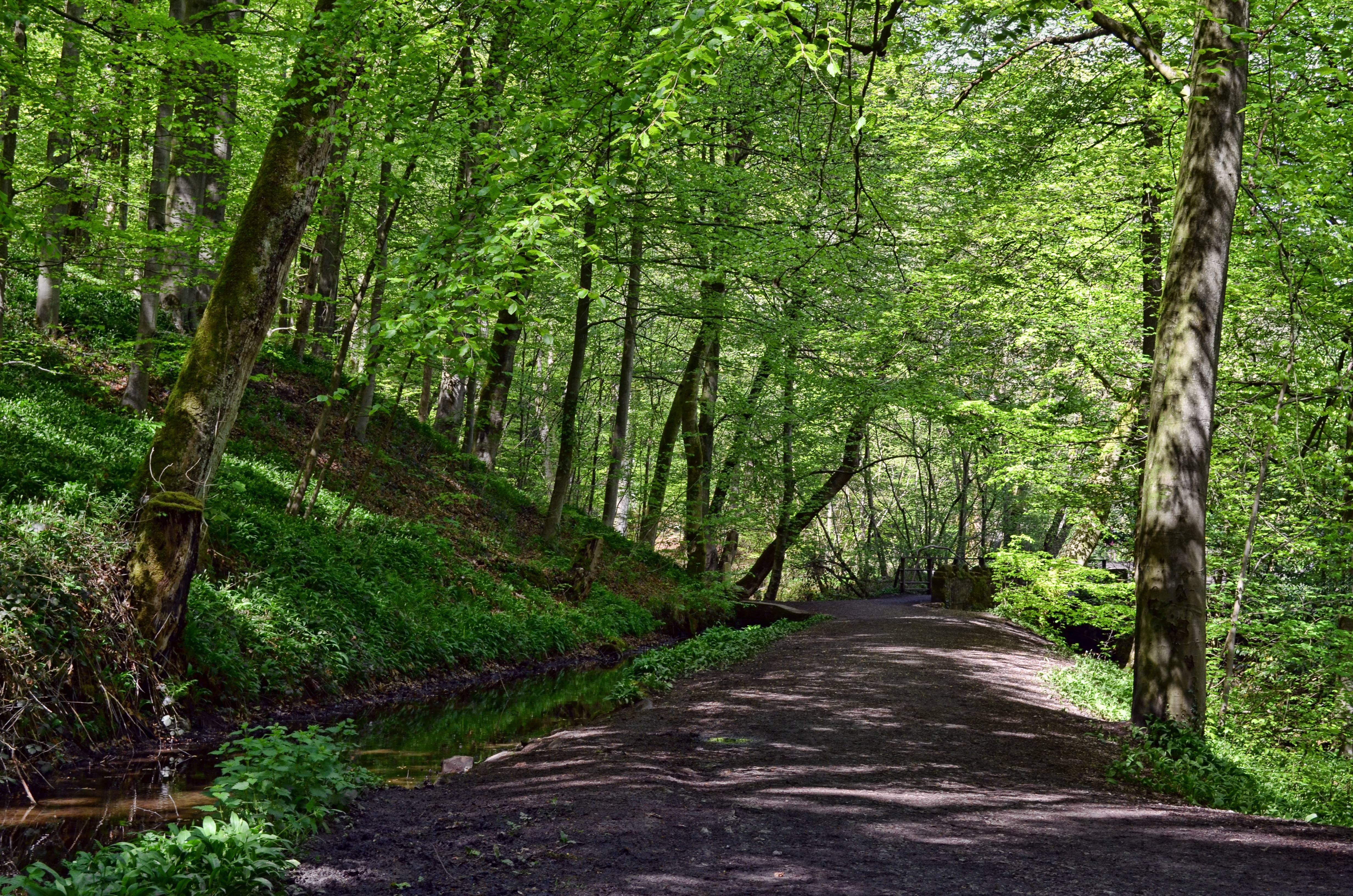road, Forest, Trees, Nature Wallpaper HD / Desktop and Mobile Background