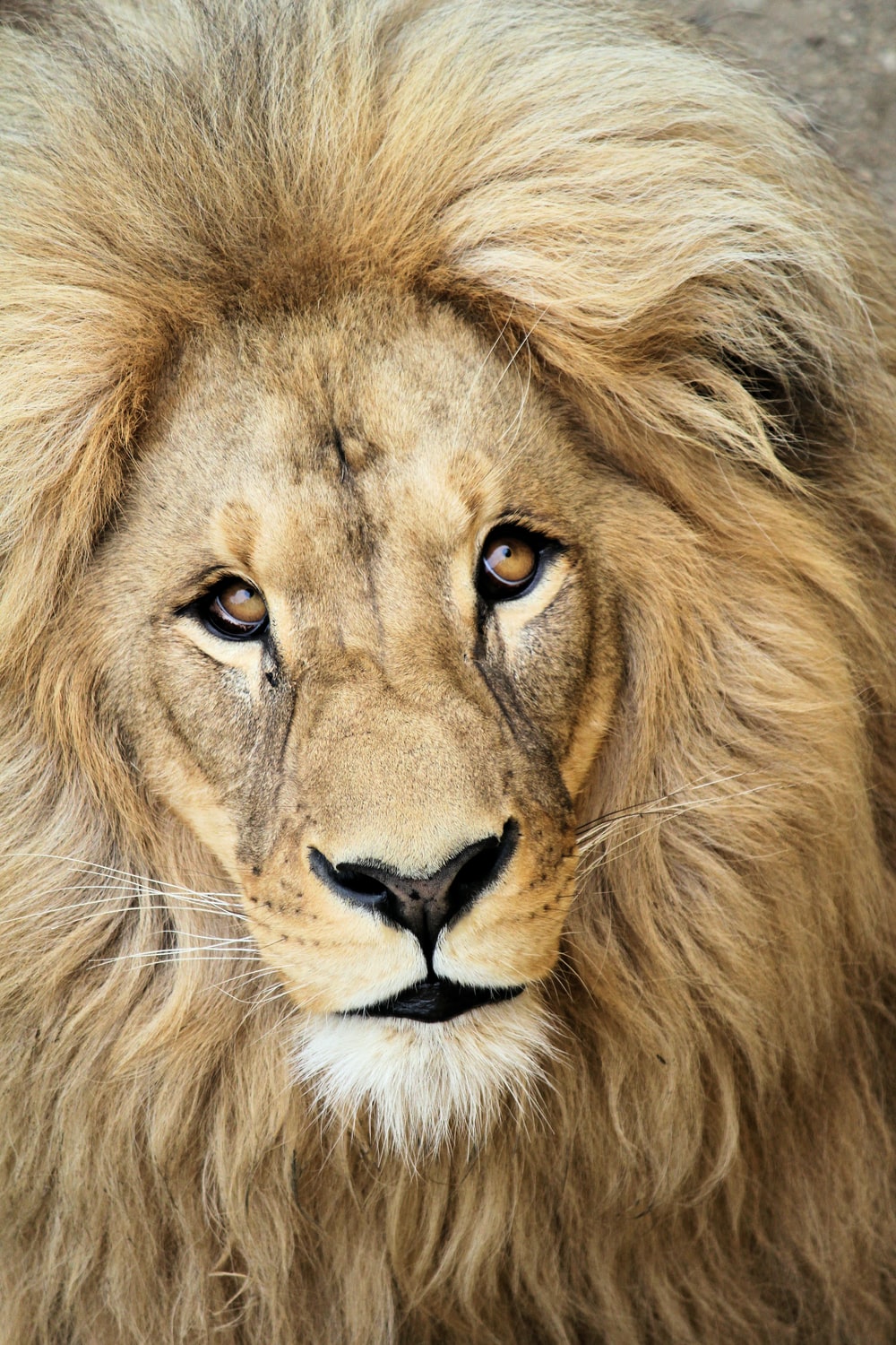 Lion Wallpaper: Free HD Download [HQ]