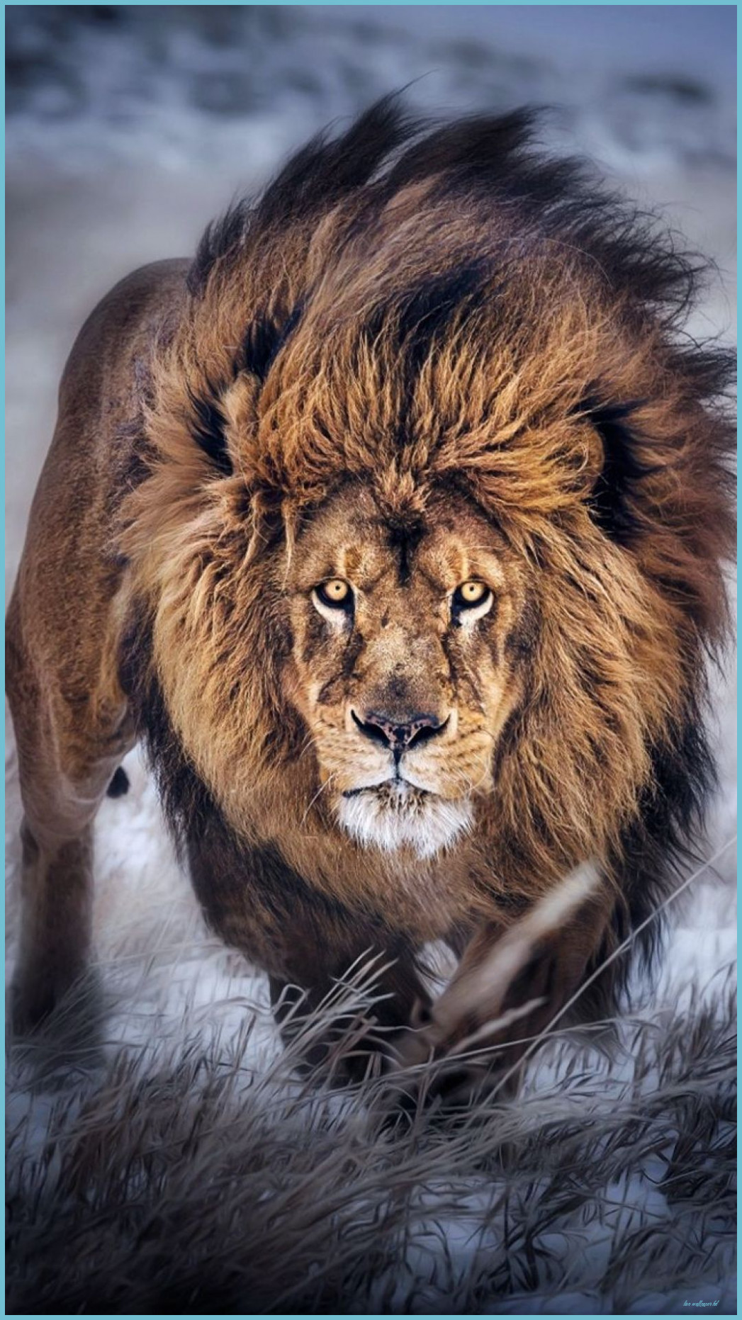 Real Lion Wallpapers - Wallpaper Cave