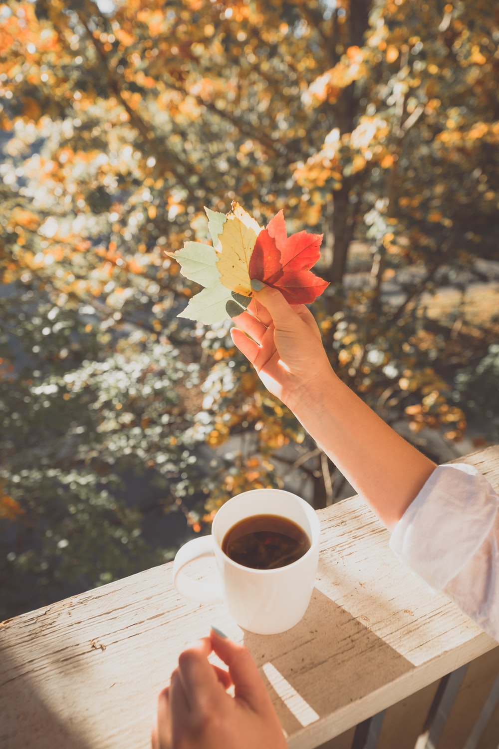 person holding maple leaf near coffee cup photo