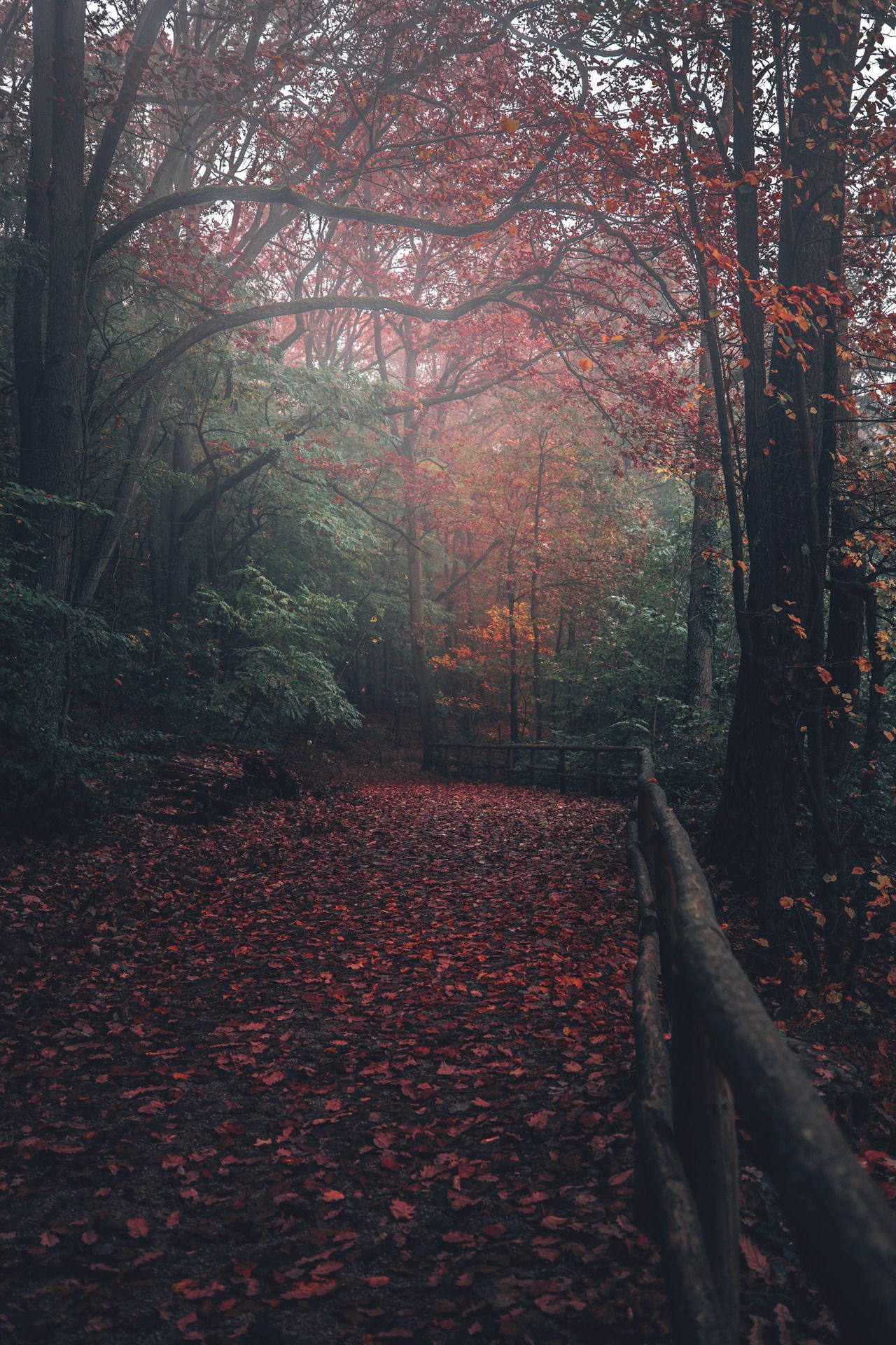 Recovery by Denny Bitte - #artists #autumn #berlin #forest #landscape #misty #nature #on #path #photography #tumblr #vertical. Landscape, Sunset wallpaper, Nature