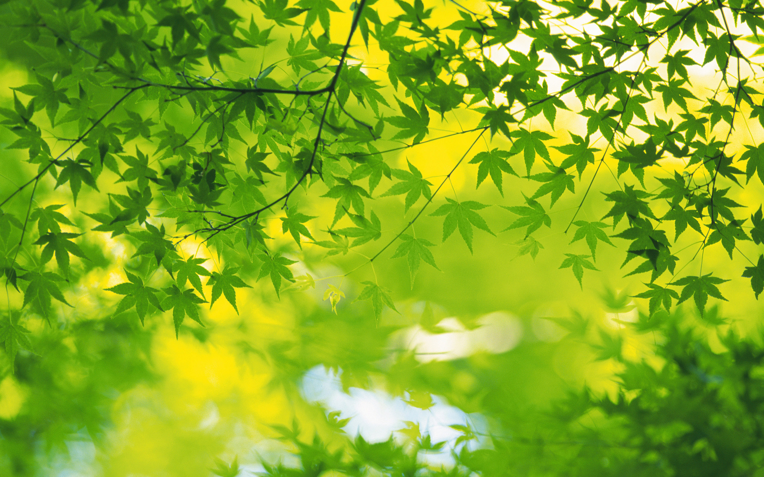 Fresh Green Leaves Wallpaper 2560*1600 No HD 1080p Background
