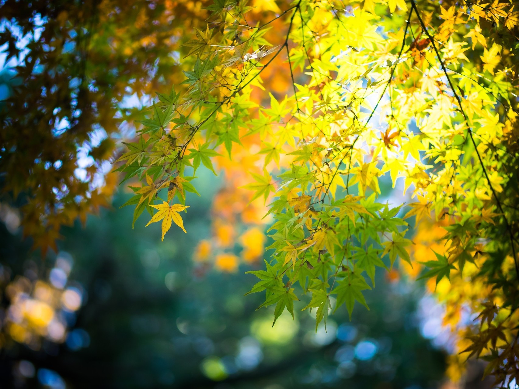 Wallpaper, sunlight, forest, fall, nature, branch, green, yellow, bokeh, maple leaves, light, tree, autumn, leaf, season, land plant, flowering plant, woody plant, 1706x1280 px 1706x1280