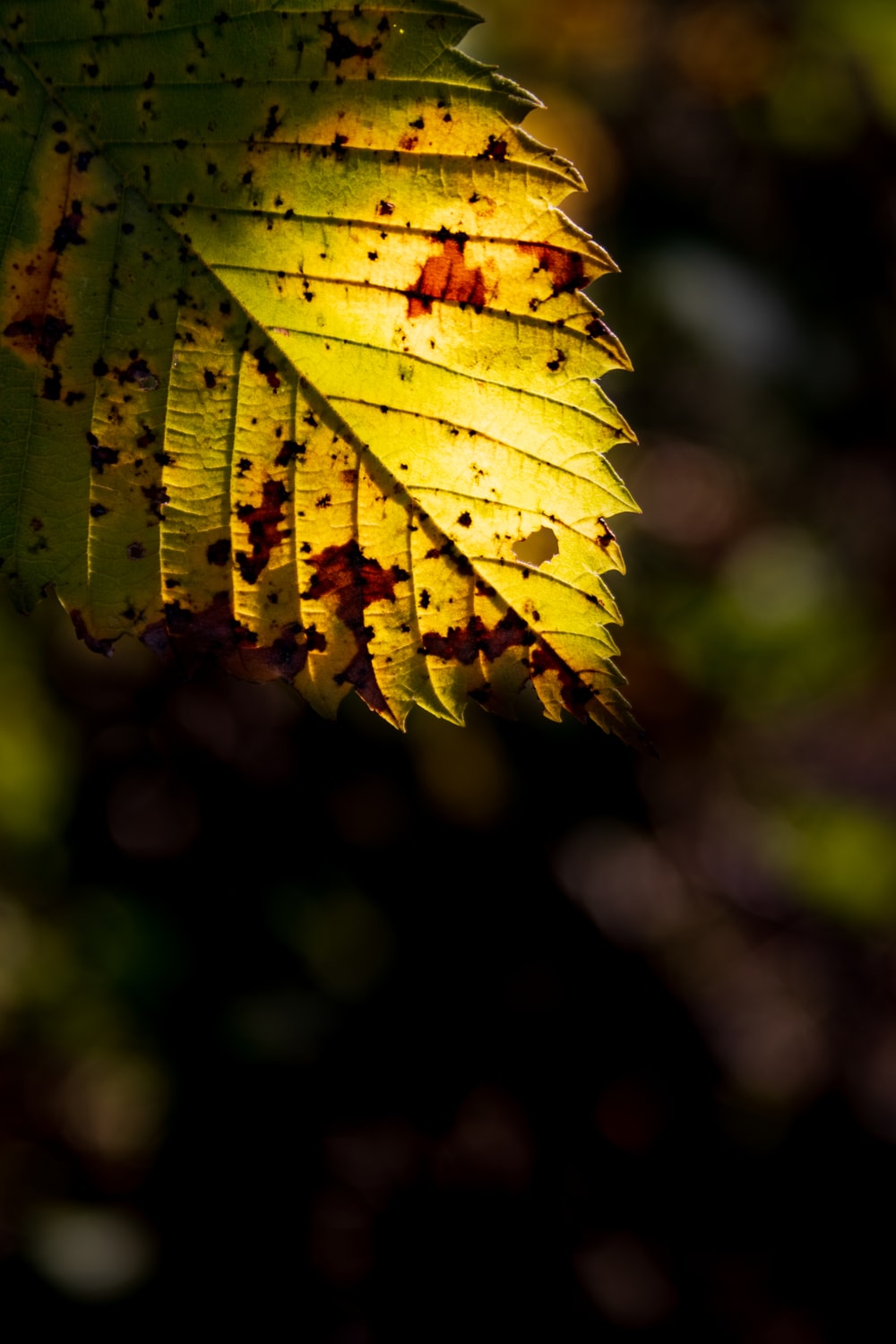 Yellow Leaf Picture. Download Free Image