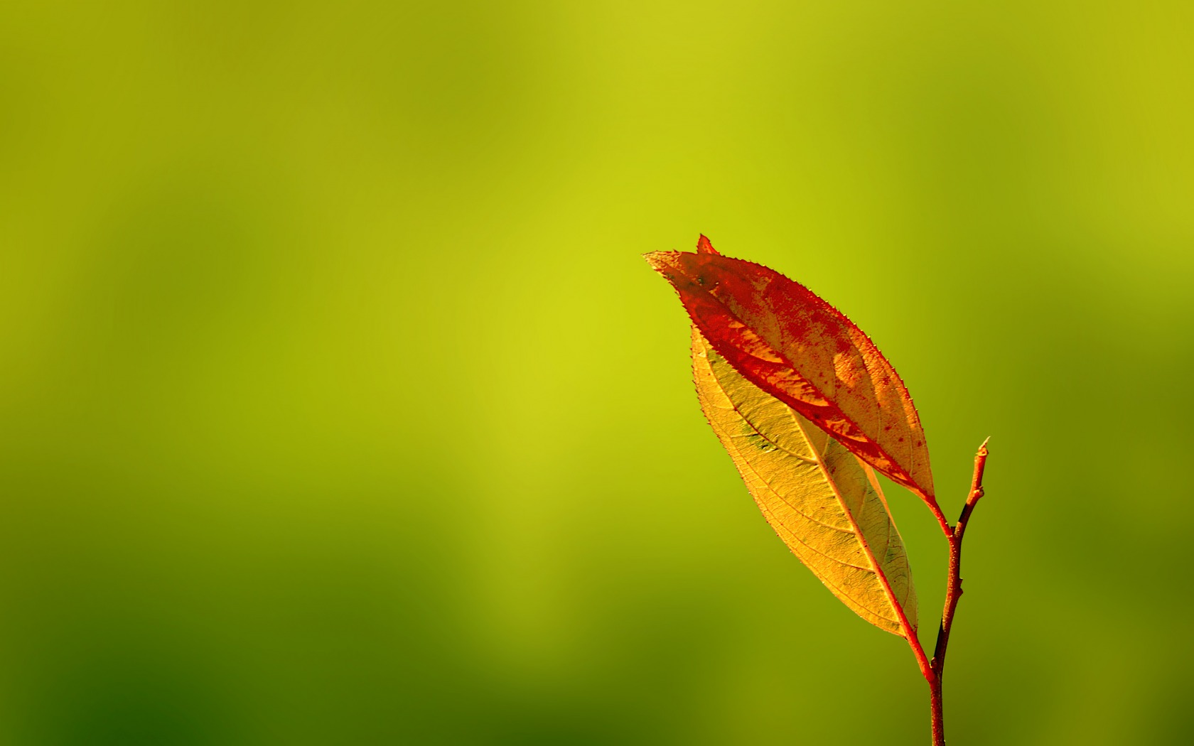 Wallpaper, sunlight, leaves, nature, grass, plants, closeup, branch, yellow, green background, autumn, leaf, flower, flora, bud, petal, wildflower, close up, macro photography, plant stem 1680x1050