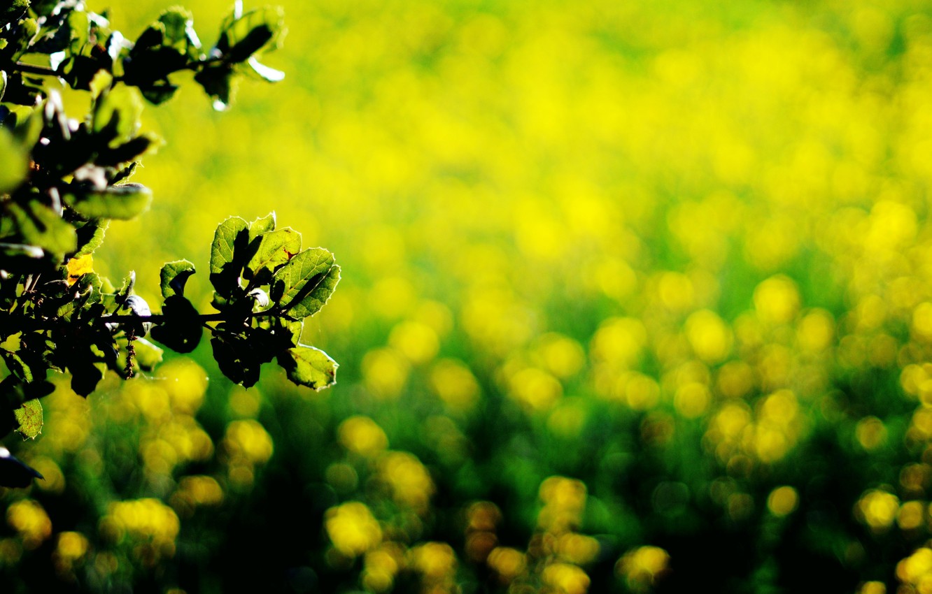 Wallpaper leaves, macro, yellow, green, background, dark green, widescreen, Wallpaper, wallpaper, leaves, widescreen, background, bokeh, full screen, HD wallpaper, widescreen image for desktop, section макро