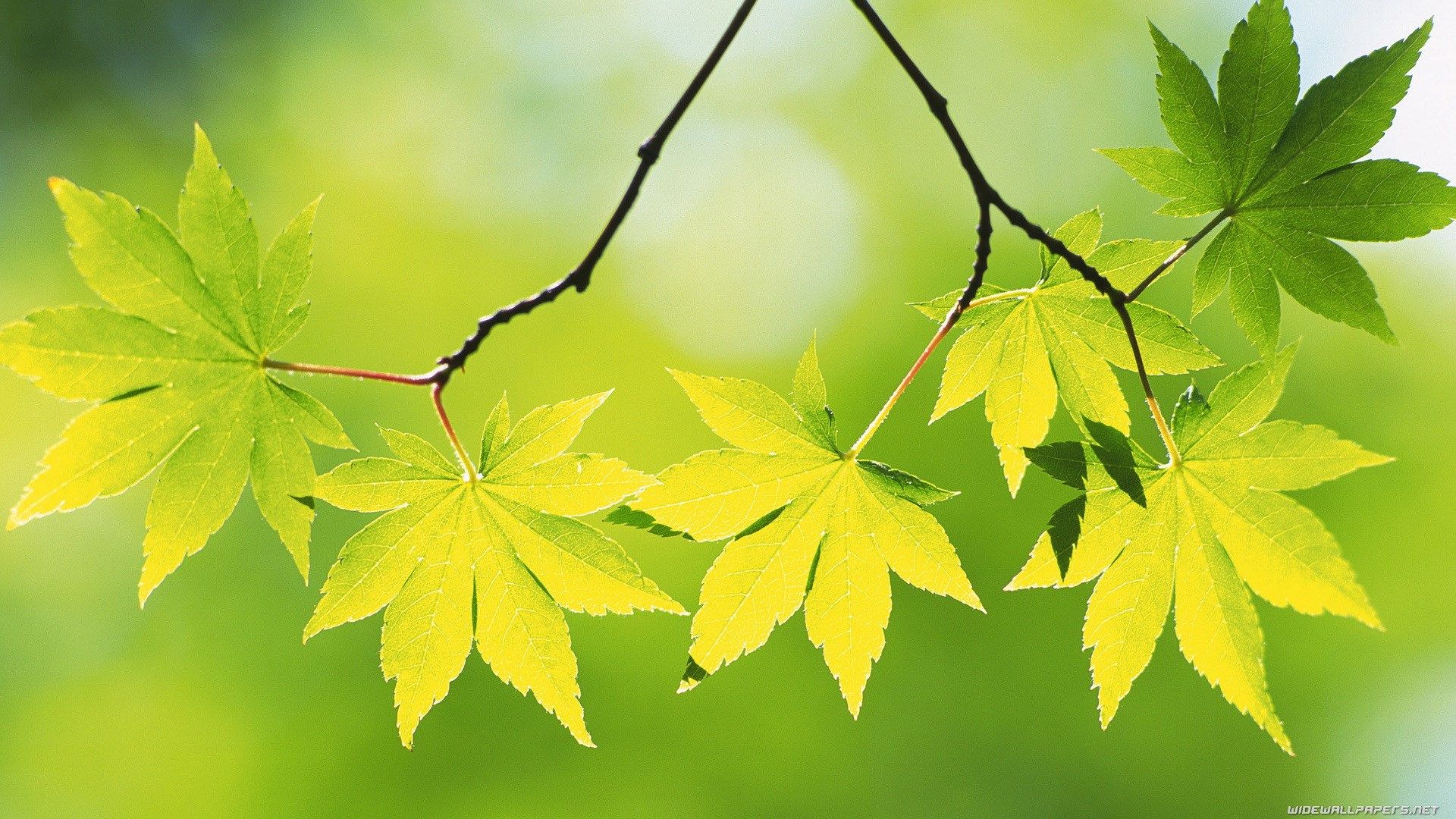 Green Leaf Background HD Image