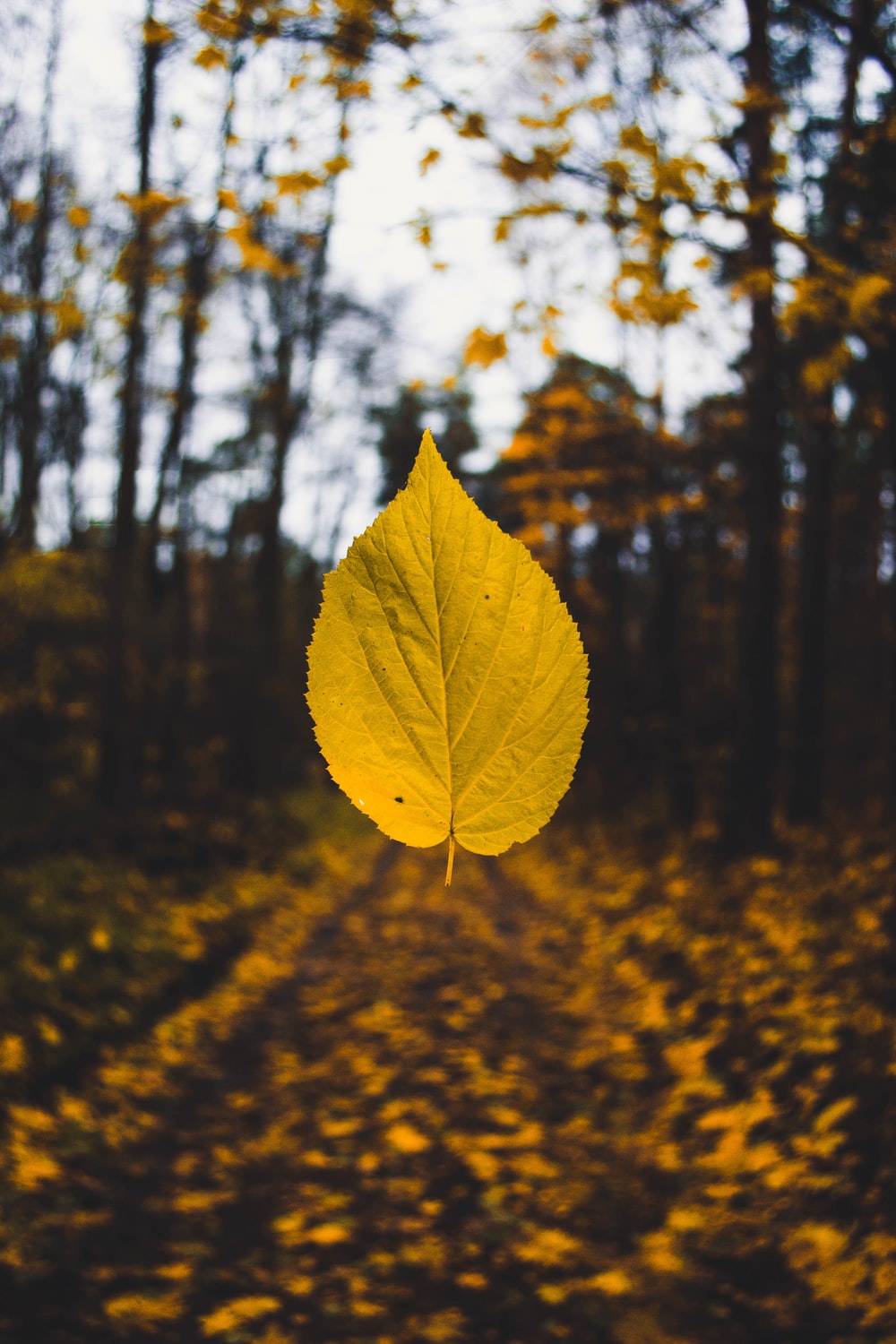 Leaf Background Image: Download HD Background