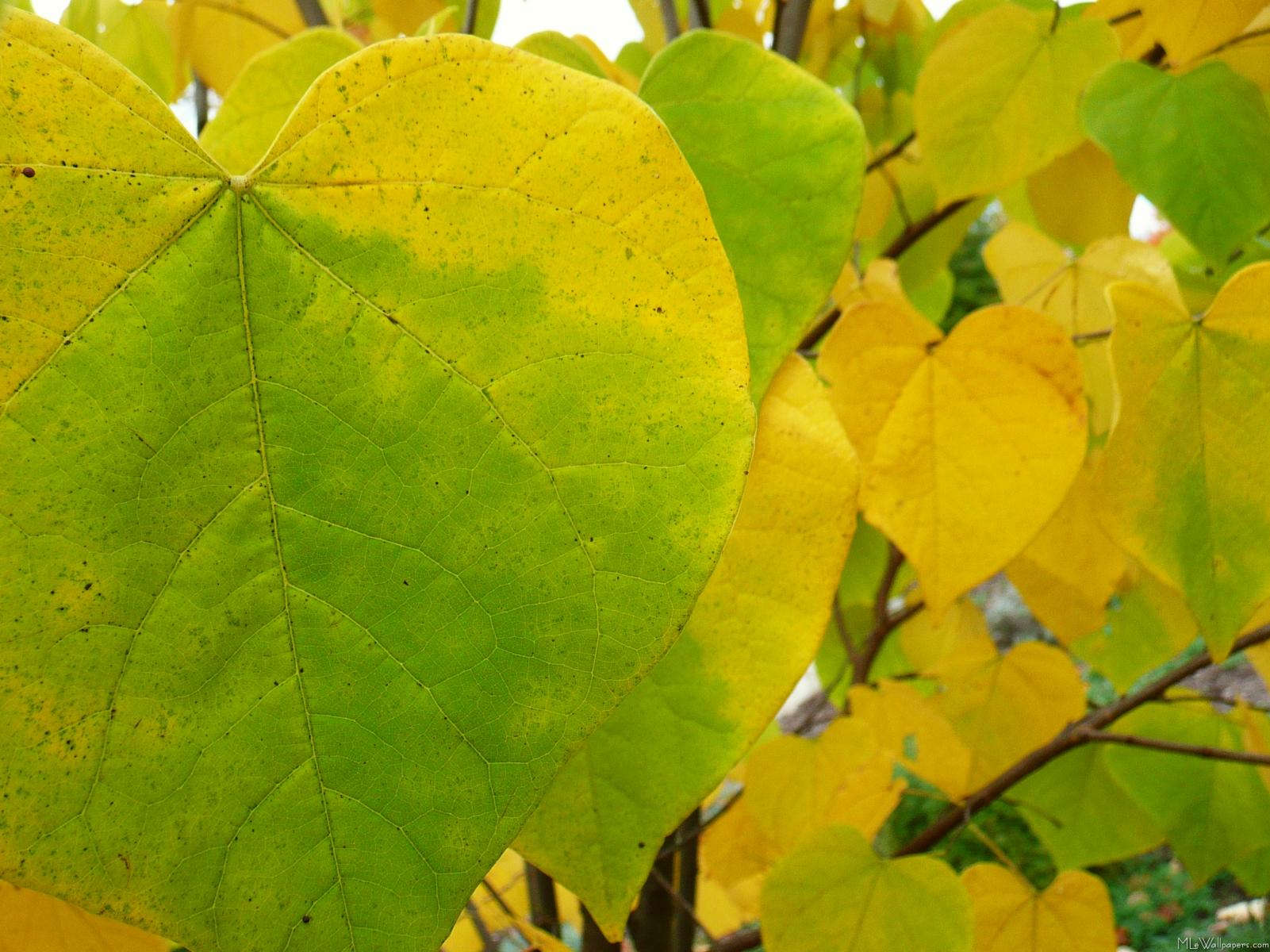 Yellow And Green Redbud Leaves Bud Leaves Turning Yellow