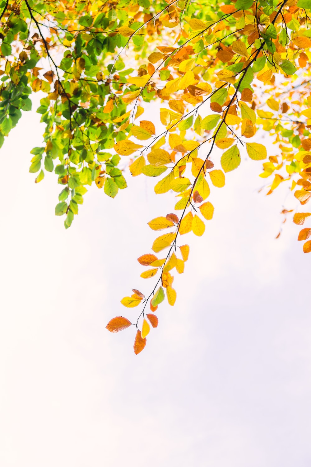 Autumn Wallpaper: Free HD Download [HQ]