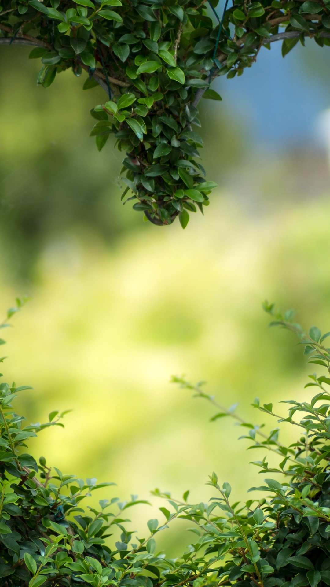 Wallpaper heart, 4k, HD wallpaper, green, leaves, bush, Nature