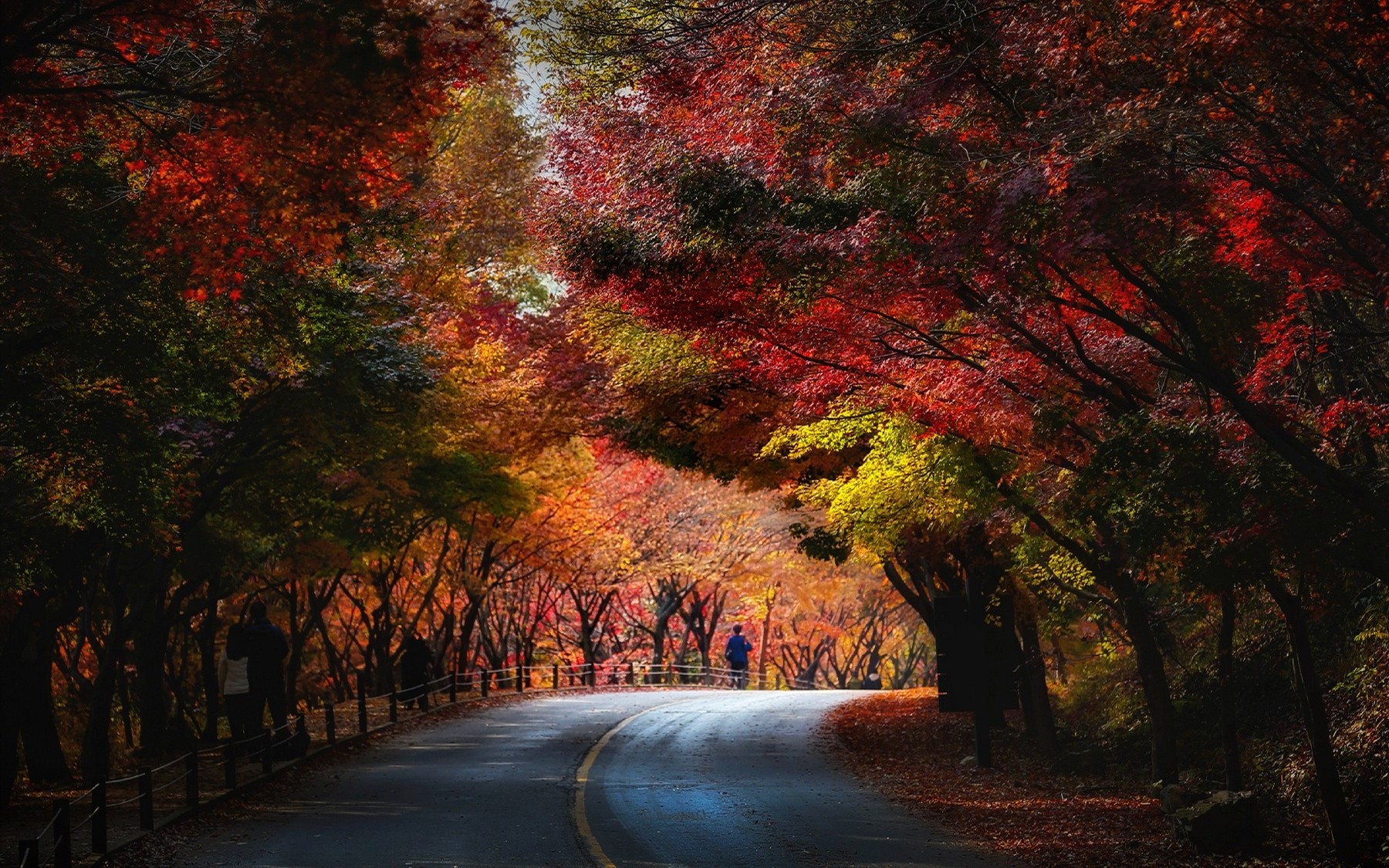 nature, Landscape, Trees, Fall, Red, Yellow, Green, Leaves, Blue, Road, People, Tunnel Wallpaper HD / Desktop and Mobile Background