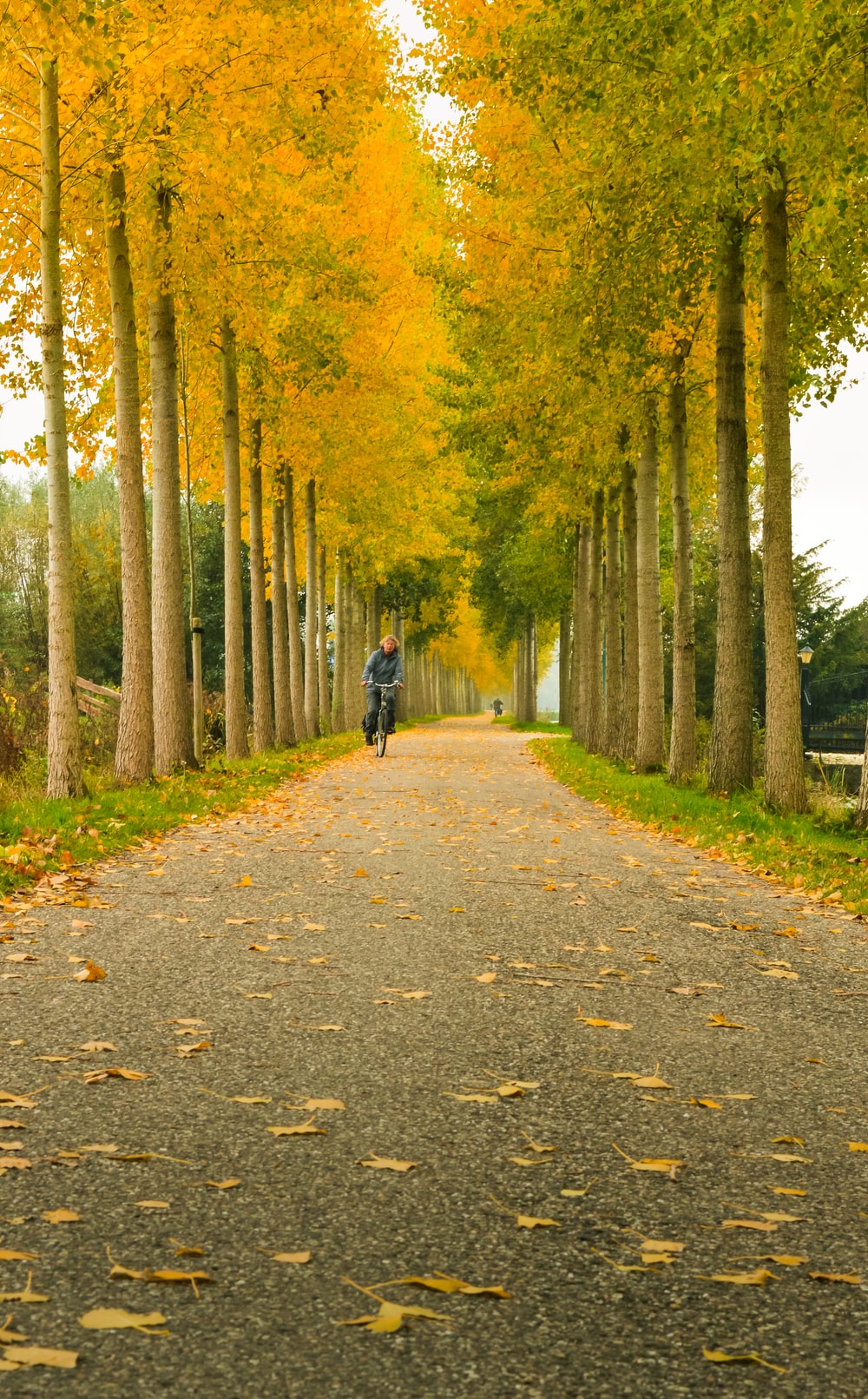 Yellow Trees Picture. Download Free Image