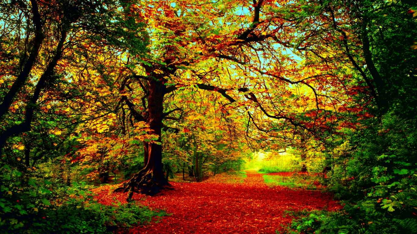 Download wallpaper 1366x768 autumn forest dirt road tablet laptop  1366x768 hd background 2801