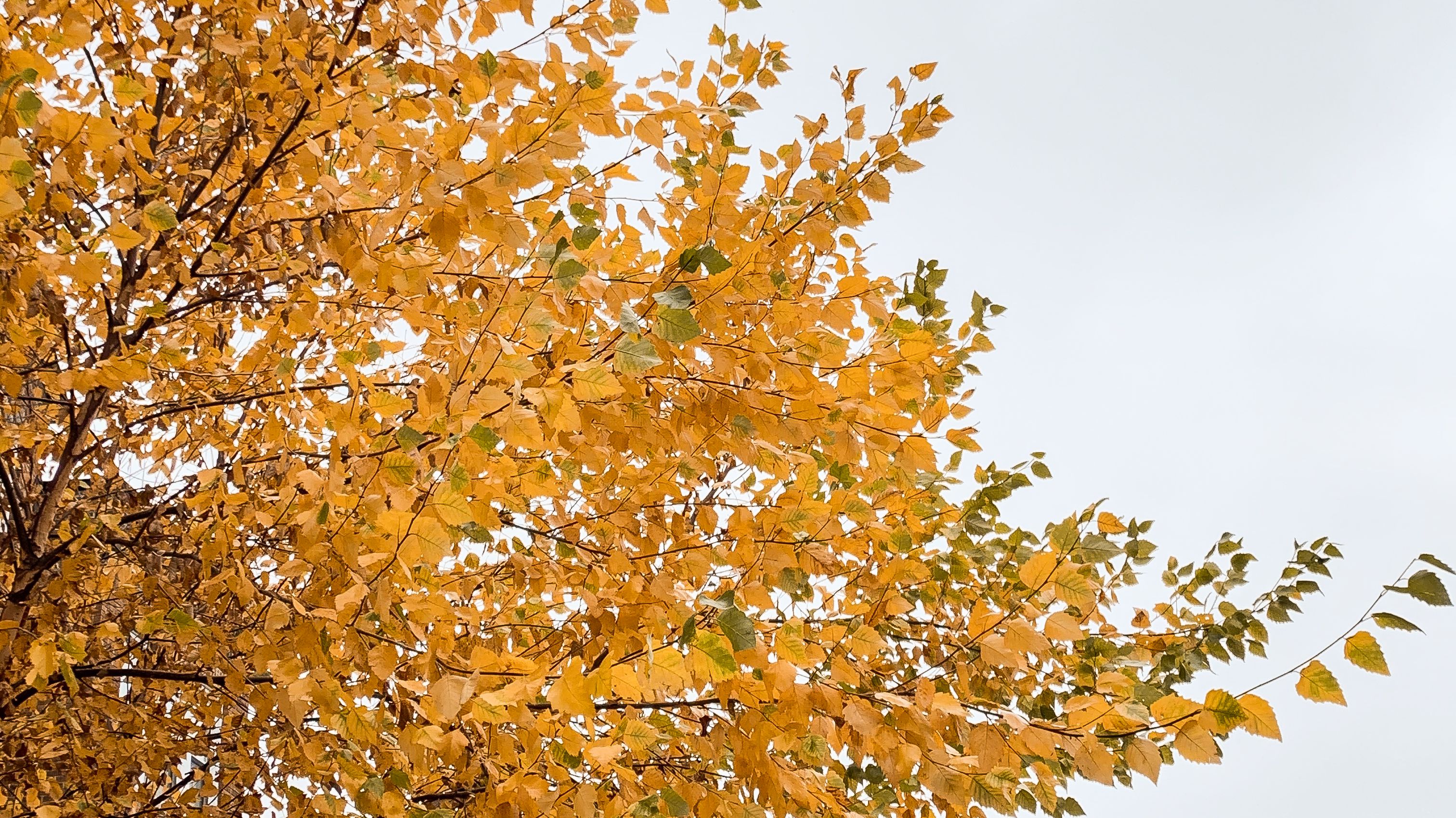 Trees With Brilliant Fall Color Plus Other Advantages