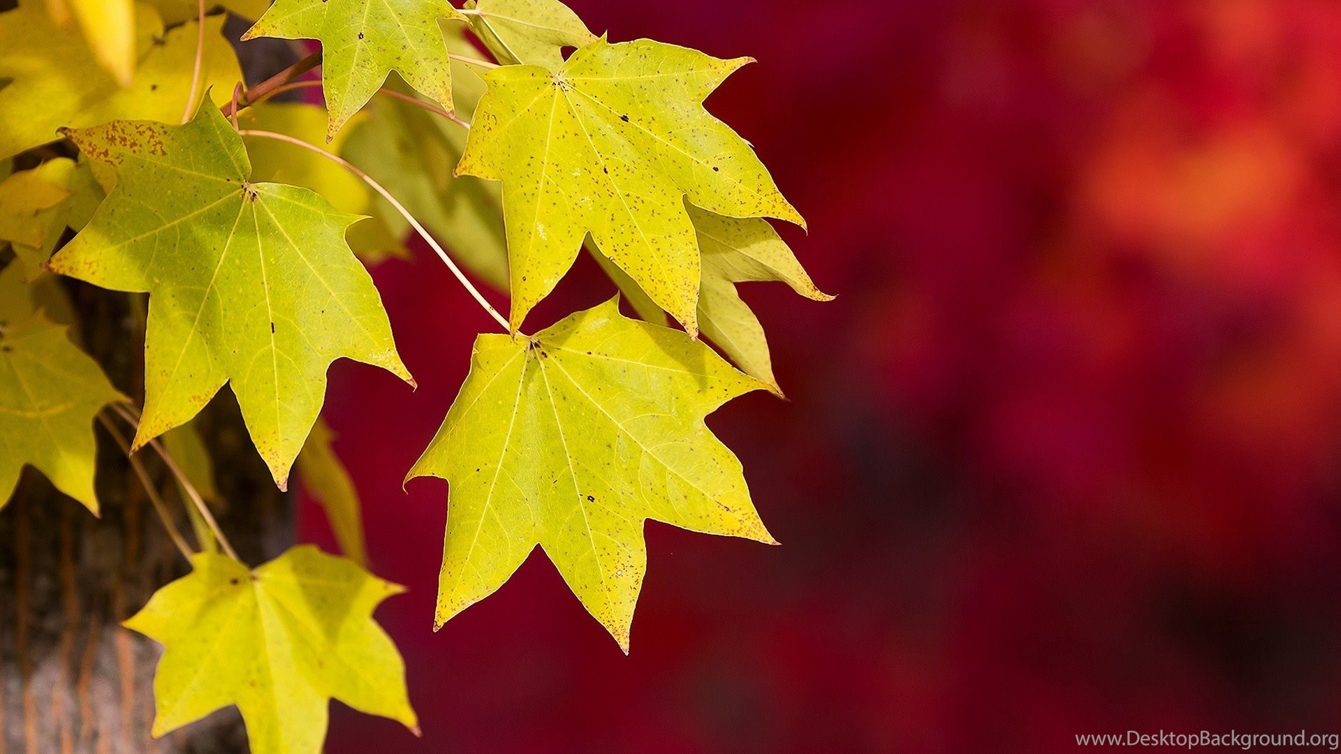 Wallpaper Texture Background Leaves Yellow Green Wallpaper. Desktop Background