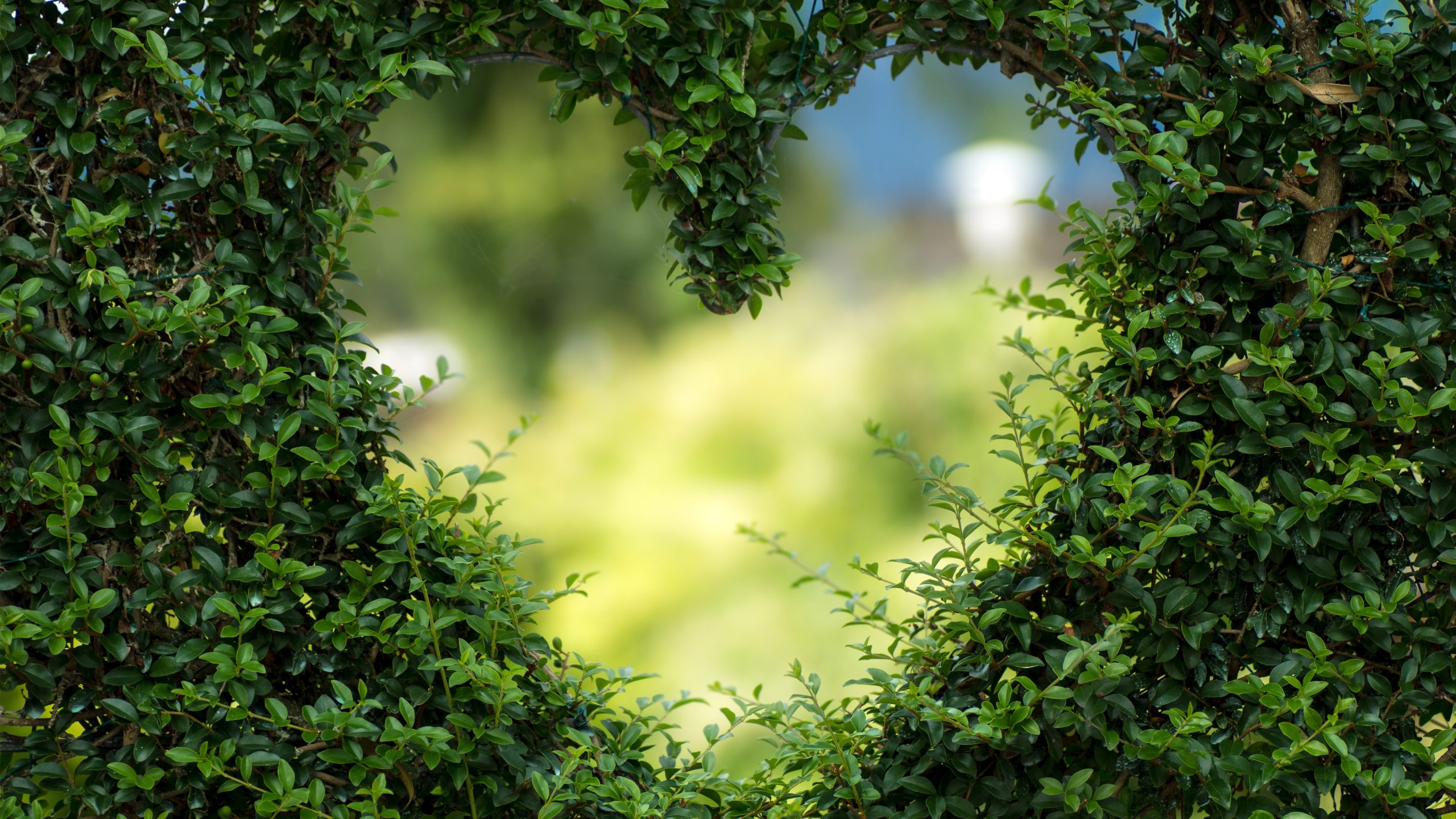 Wallpaper heart, 4k, HD wallpaper, green, leaves, bush, Nature