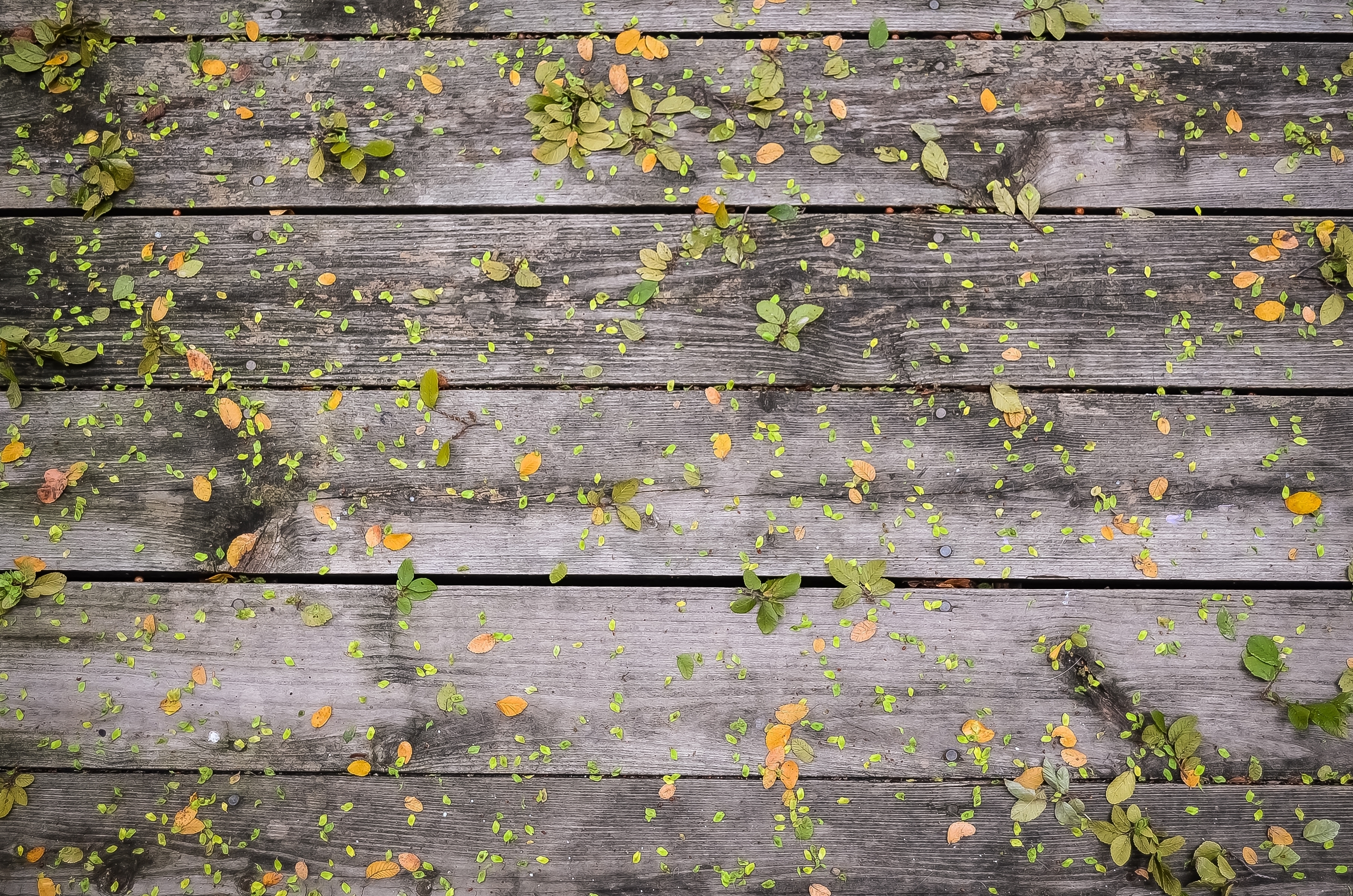Gray Green Leaves Wood Yellow HD wallpaper