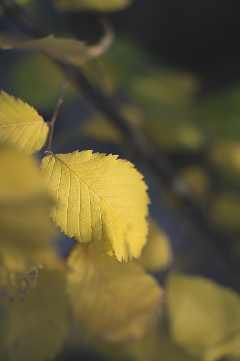 Yellow Leaf Picture. Download Free Image