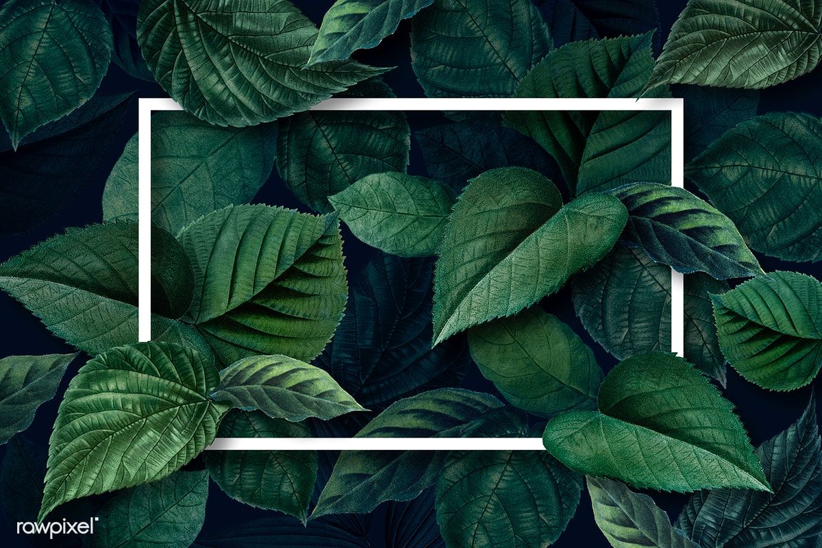 Green Leaf Background HD Image