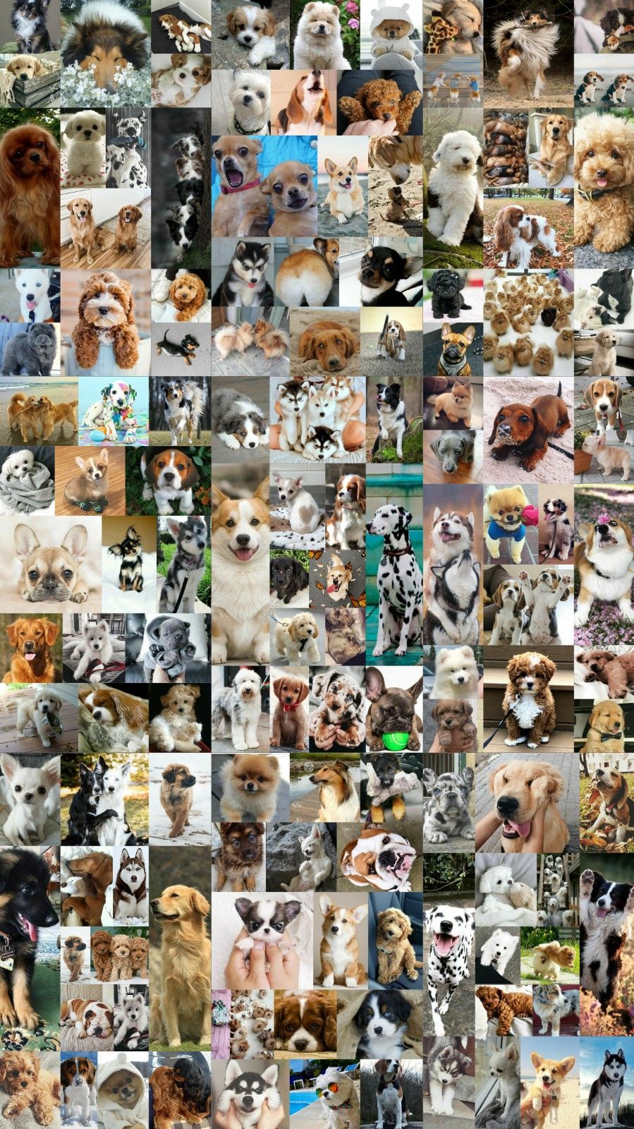 Dog Collage Wallpapers - Wallpaper Cave