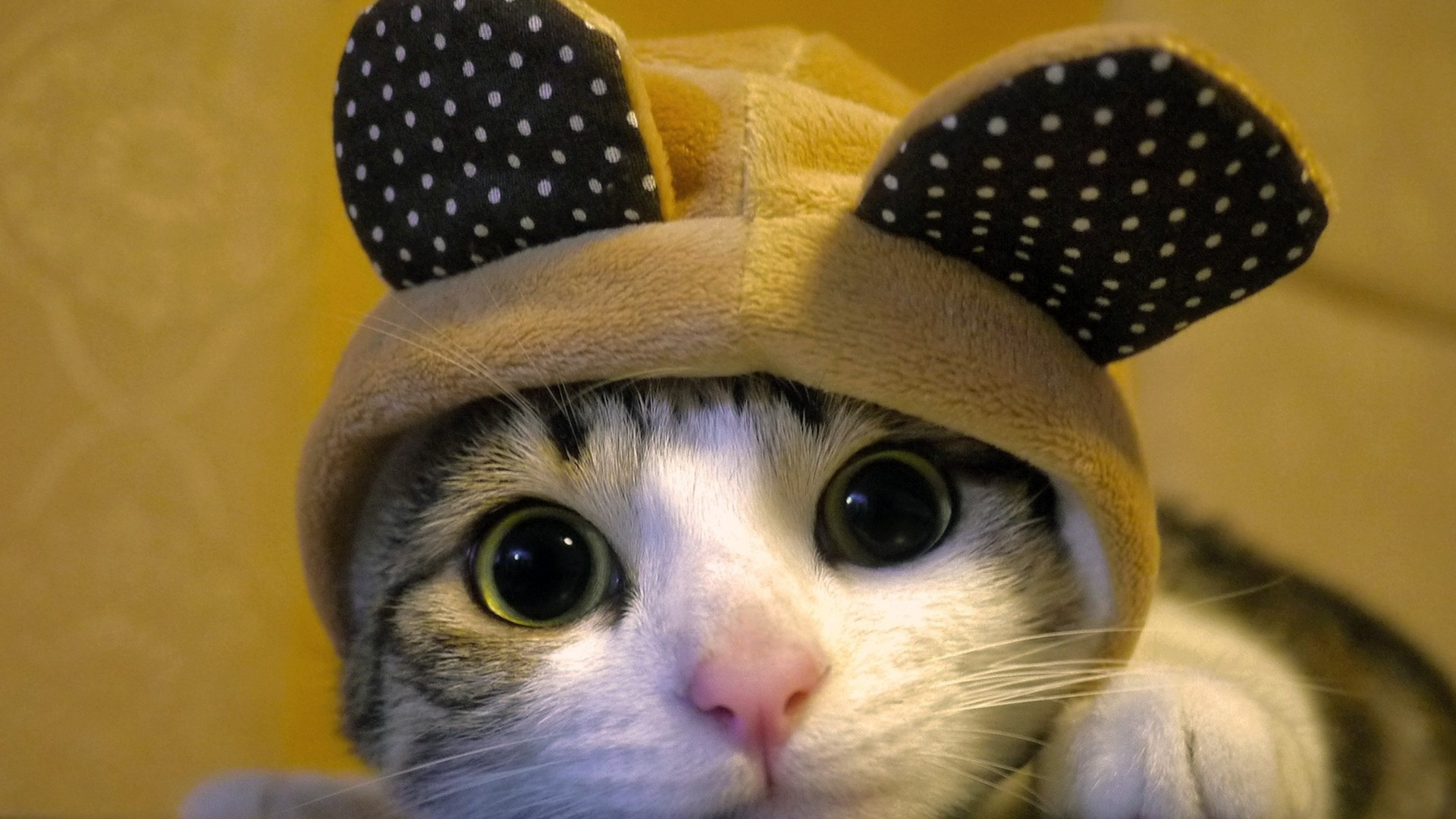 Download 1920x1080 Weird Cat, Looking At Viewer, Hat, Adorable, Cats Wallpaper for Widescreen