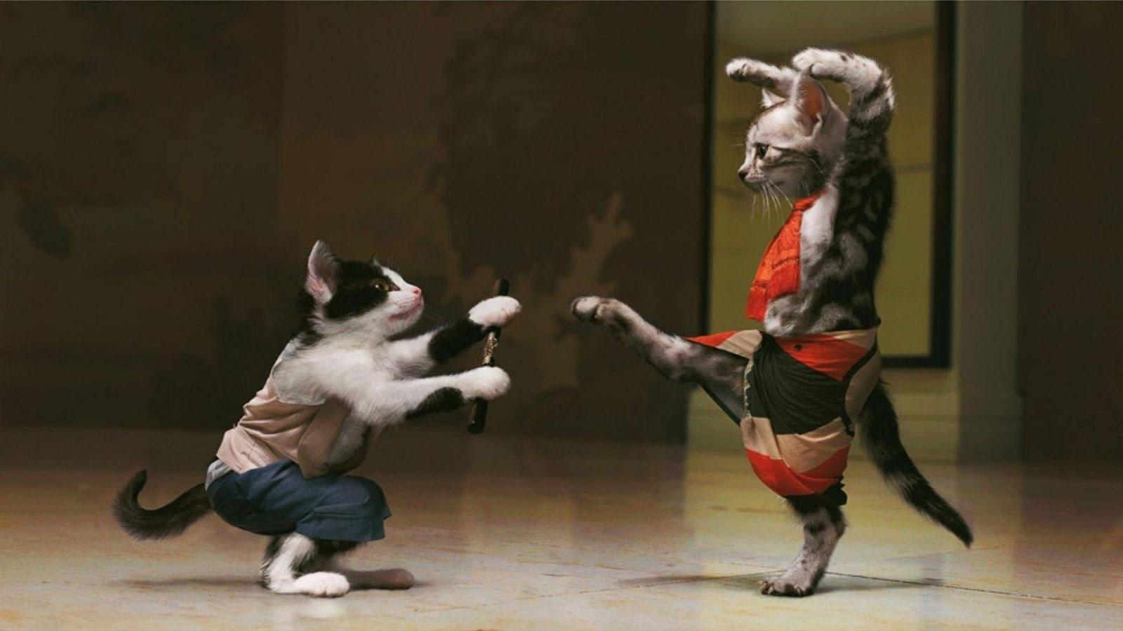 Wallpaper Funny Karate Cats x 900 Funny Weird