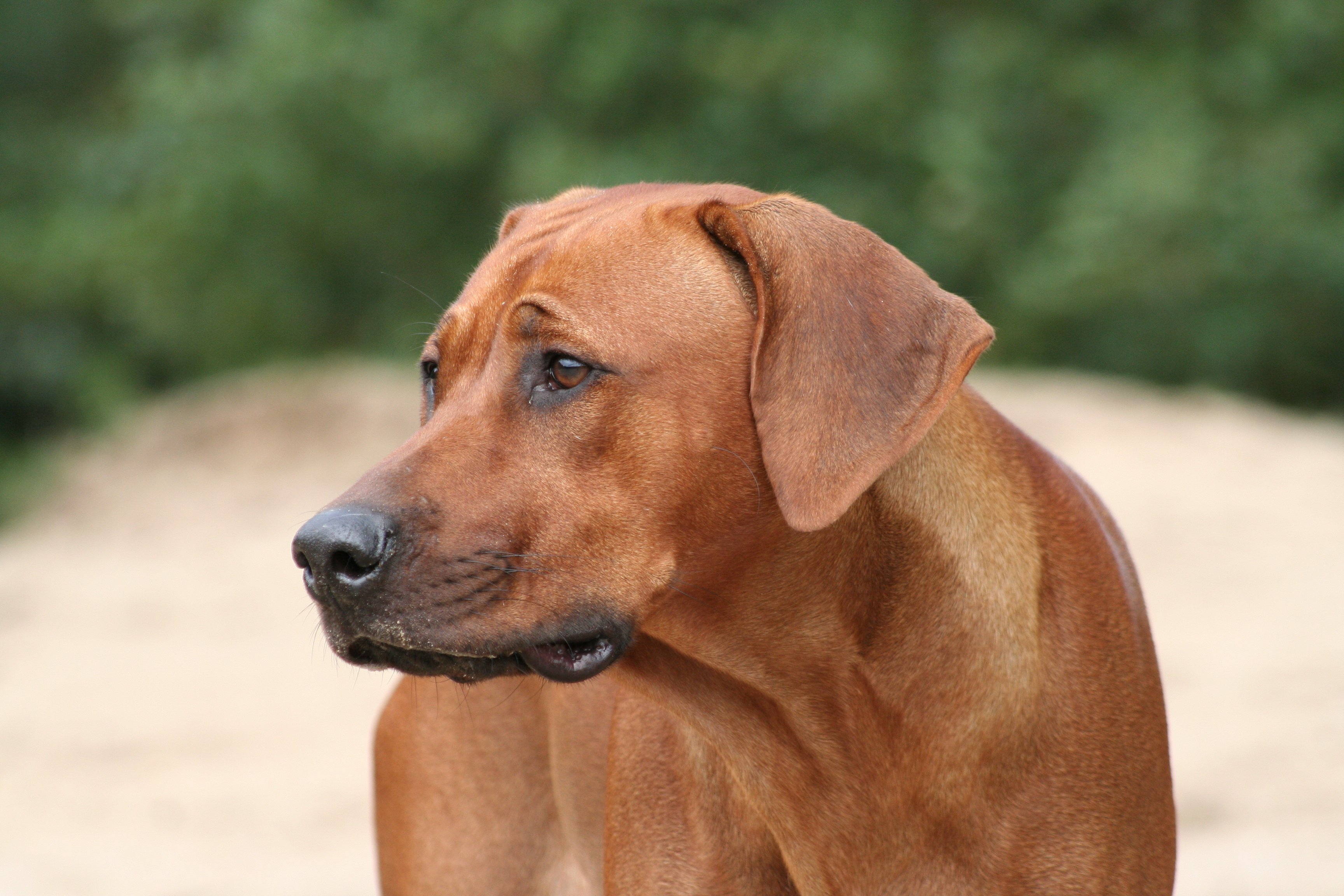 Lovely Rhodesian Ridgeback dog photo and wallpaper. Beautiful Lovely Rhodesian Ridgeback dog picture