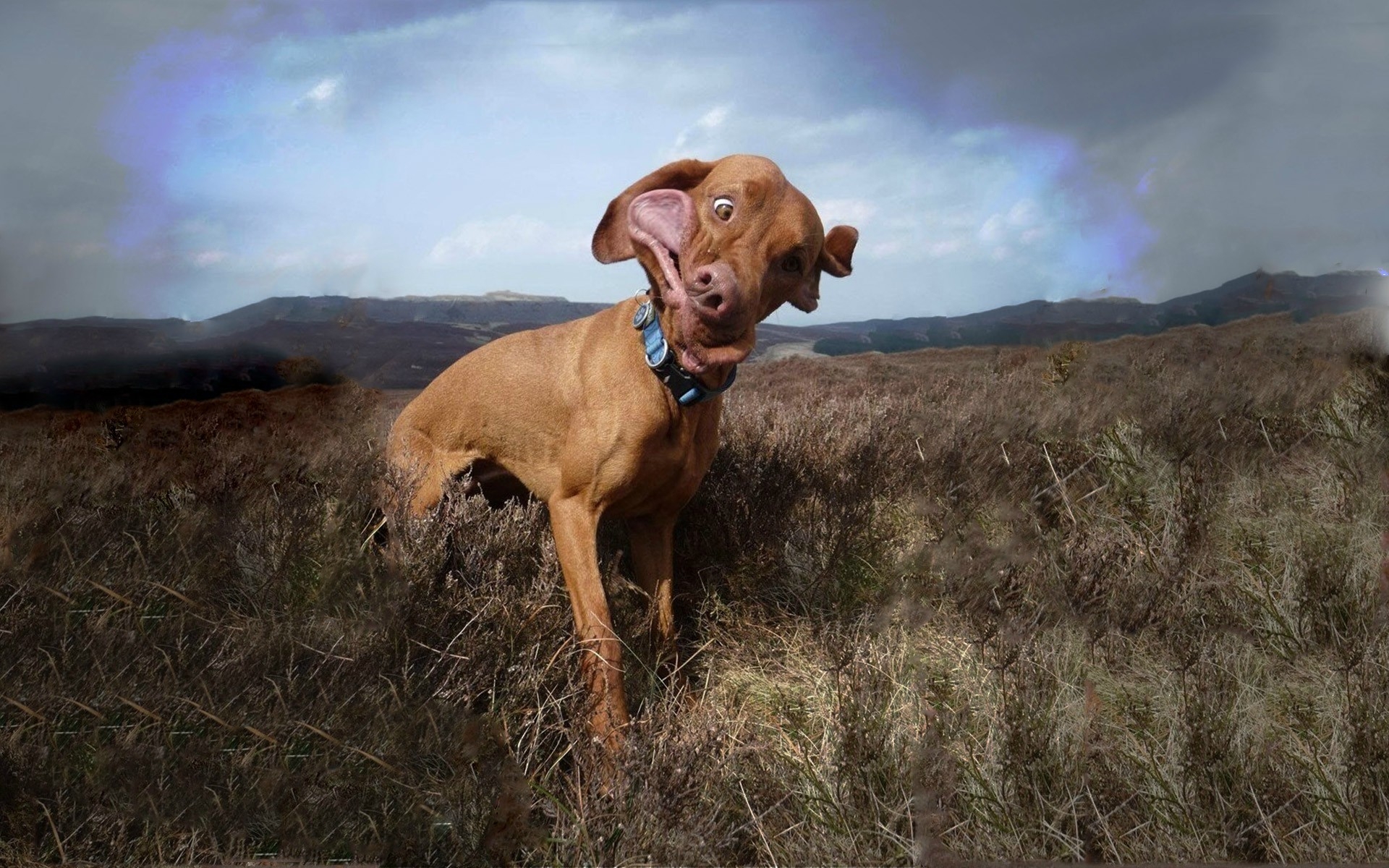 Wallpaper, grass, field, wind, vizsla, cloudy, collar, vertebrate, animal sports, dog like mammal, dog sports, rhodesian ridgeback 1920x1200
