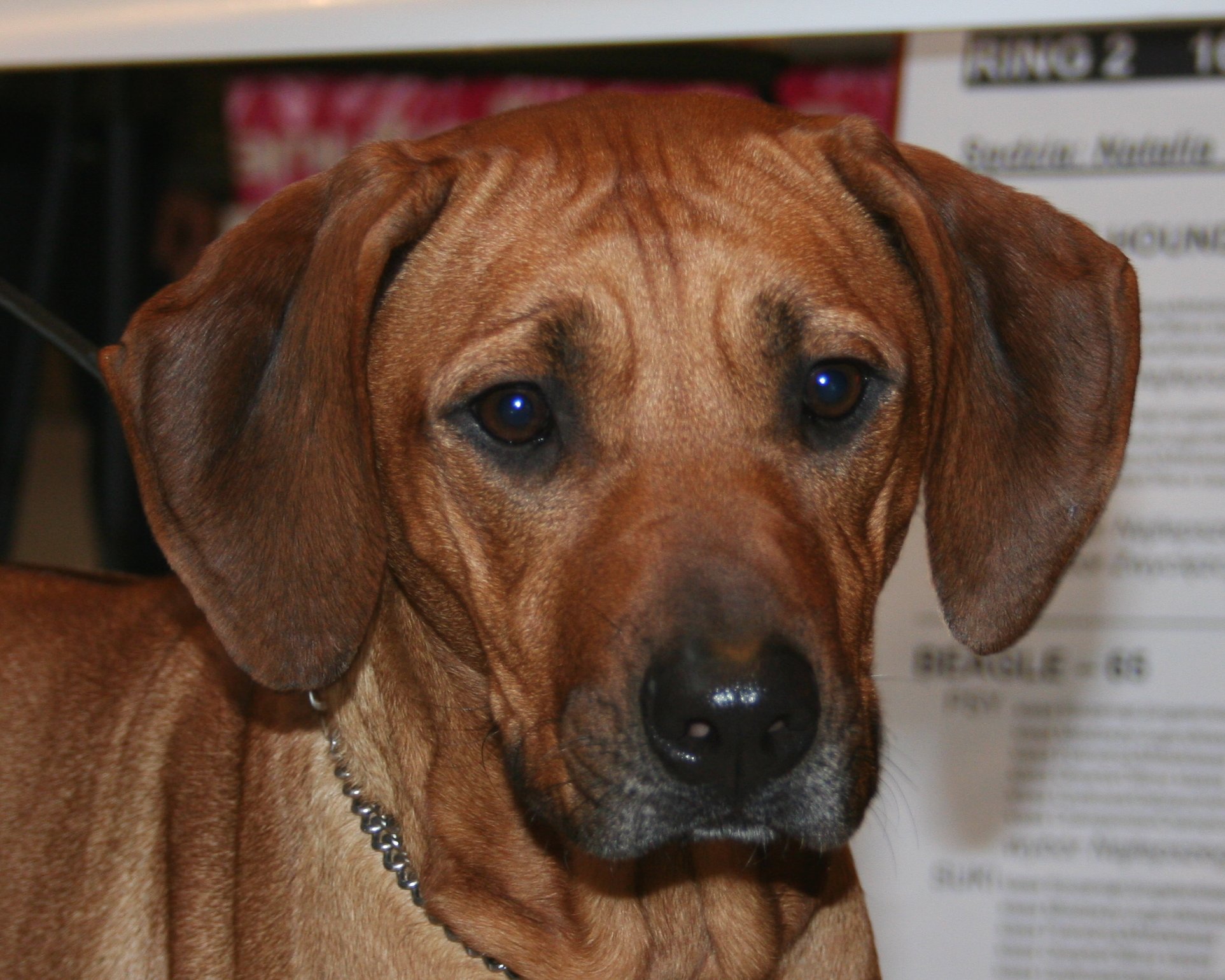 Rhodesian Ridgeback dog face photo and wallpaper. Beautiful Rhodesian Ridgeback dog face picture