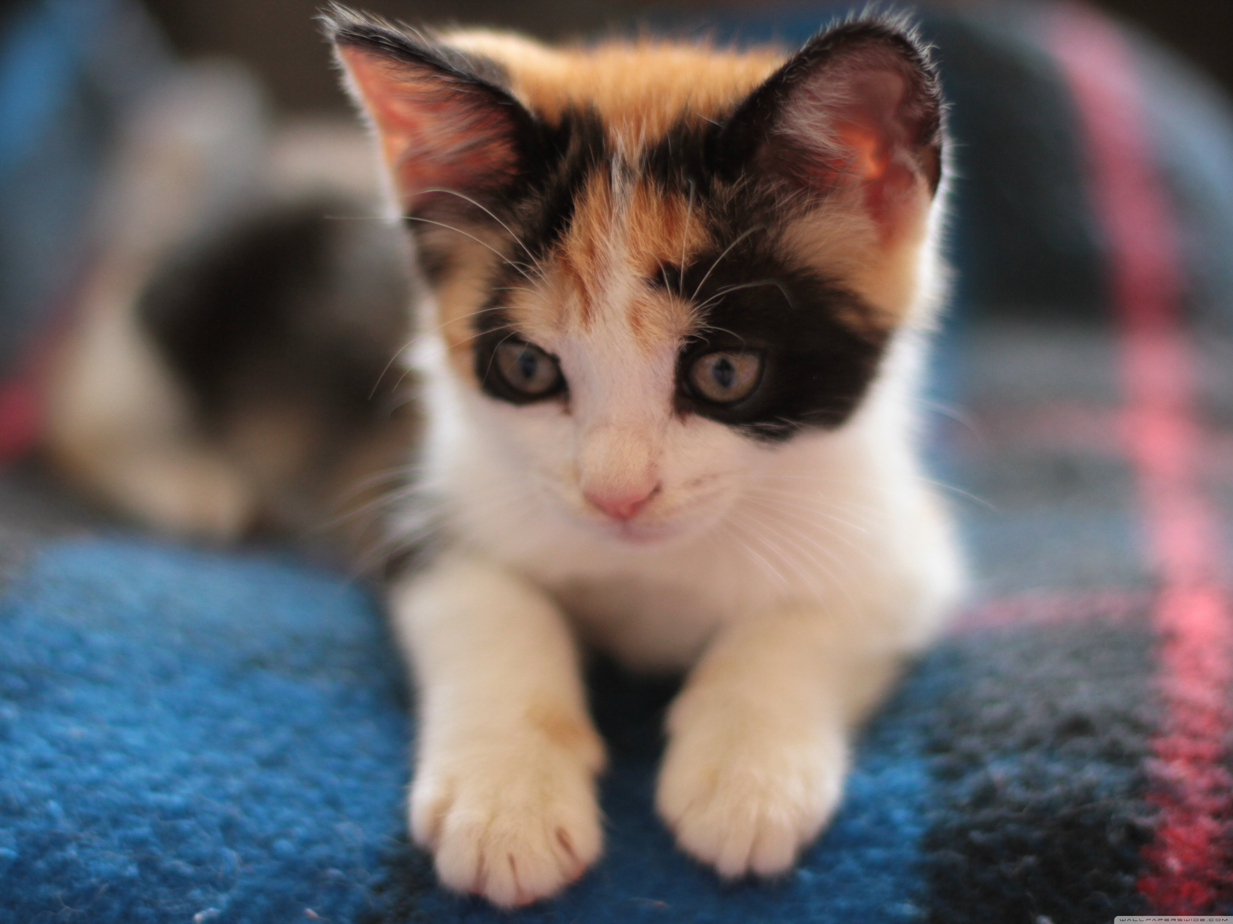 Calico Kitten Ultra HD Desktop Background Wallpaper for 4K UHD TV, Widescreen & UltraWide Desktop & Laptop, Tablet