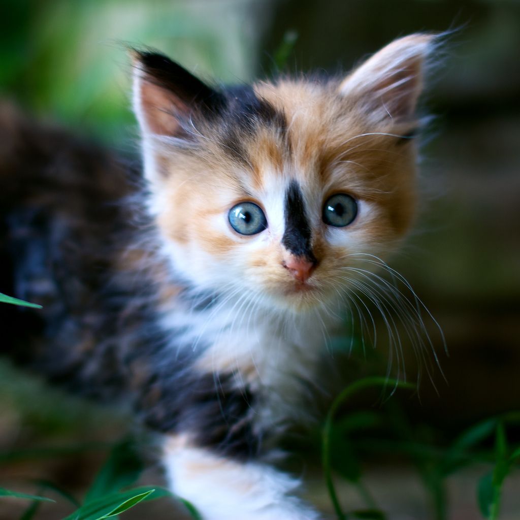 calico kitten wallpaper hd