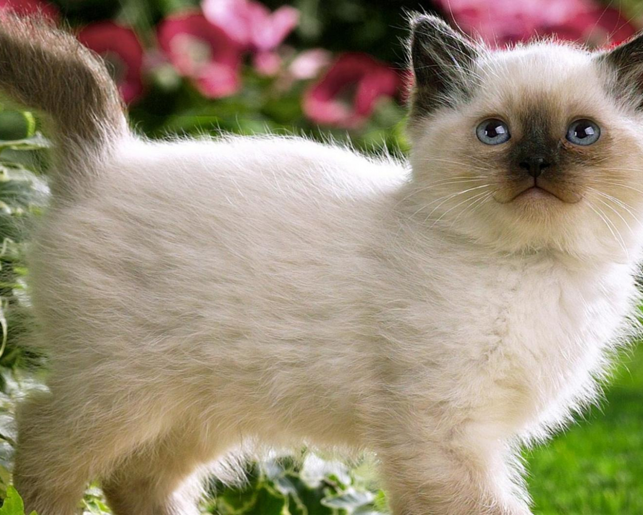 Free download Calico Kitten Wallpaper wallpaper wallpaper HD background desktop [1400x1050] for your Desktop, Mobile & Tablet. Explore Calico Wallpaper. Marble Wallpaper, Calico Critters Wallpaper