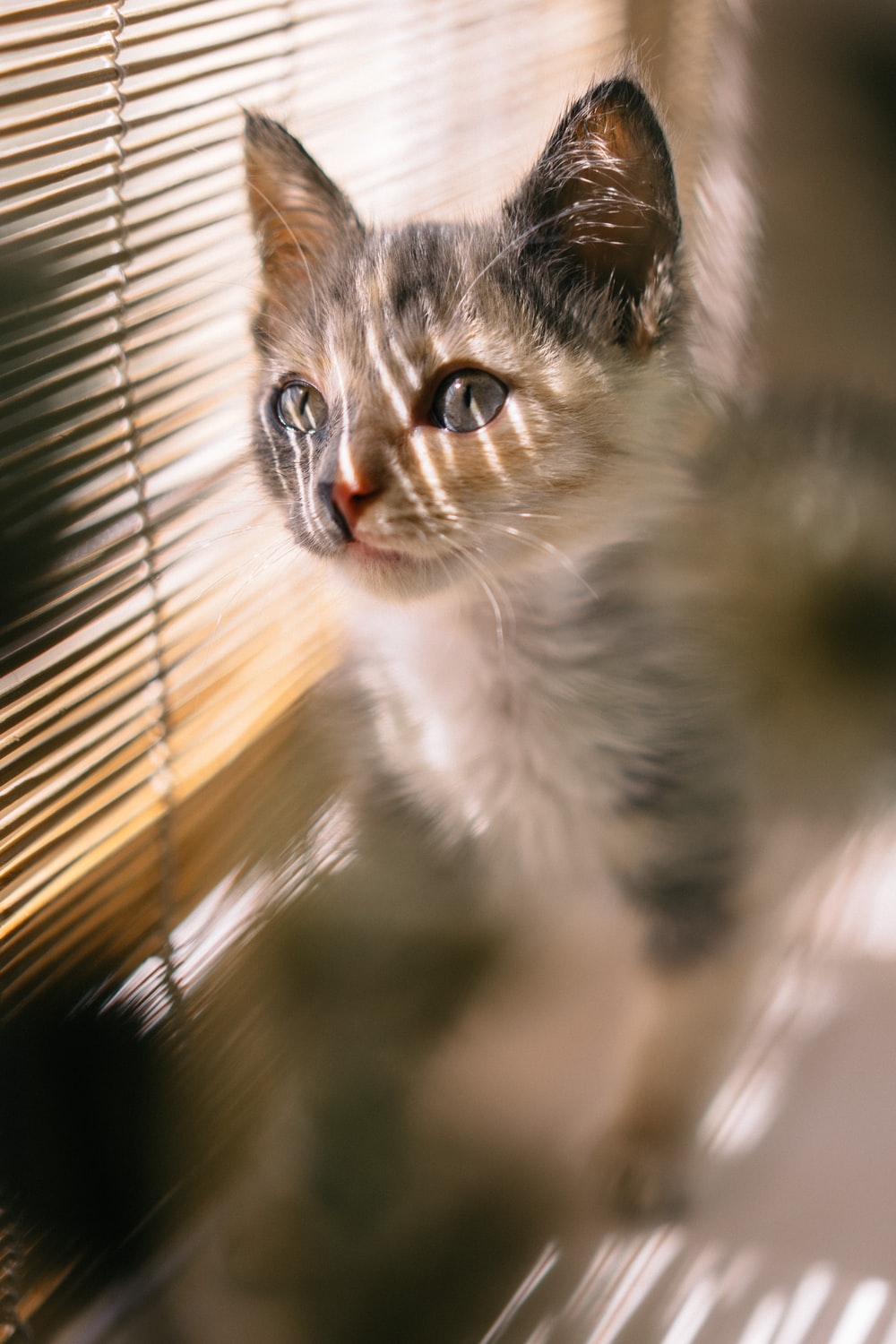 brown, black, and white calico kitten standing near brown window blind photo