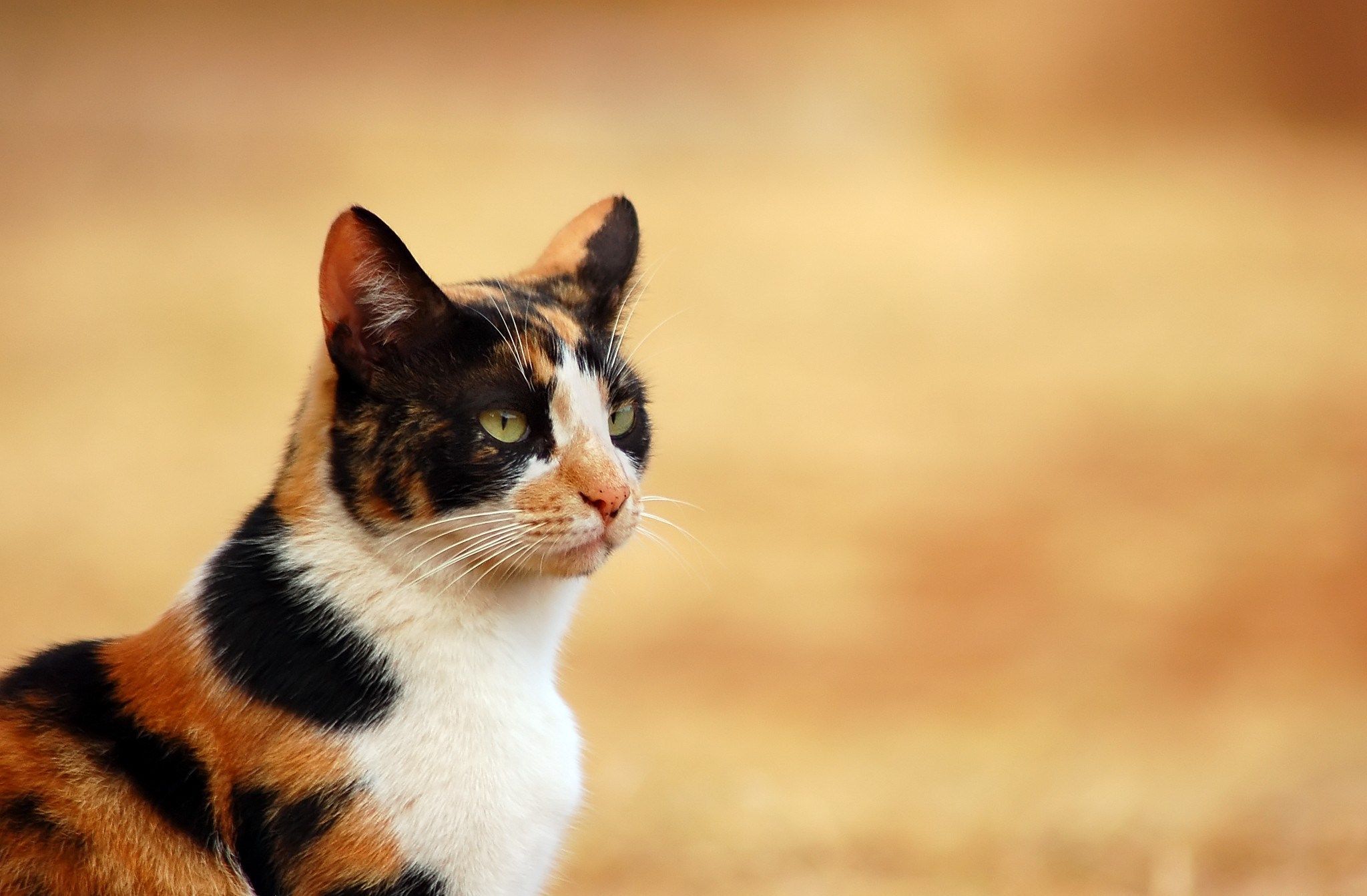 Calico Cat Wallpaper, HD Calico Cat Background on WallpaperBat