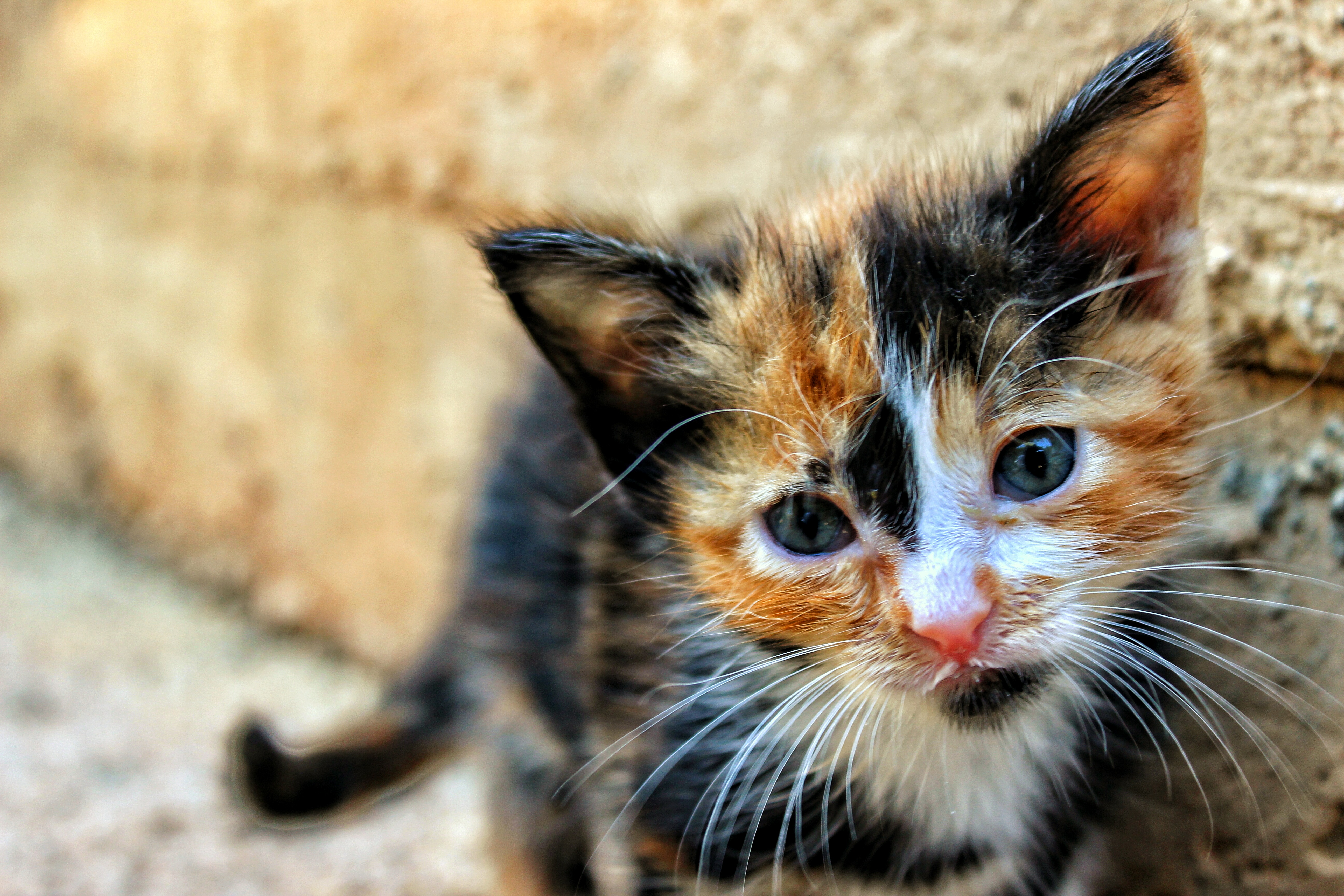 Close Up Photography Of Tortoiseshell Kitten · Free